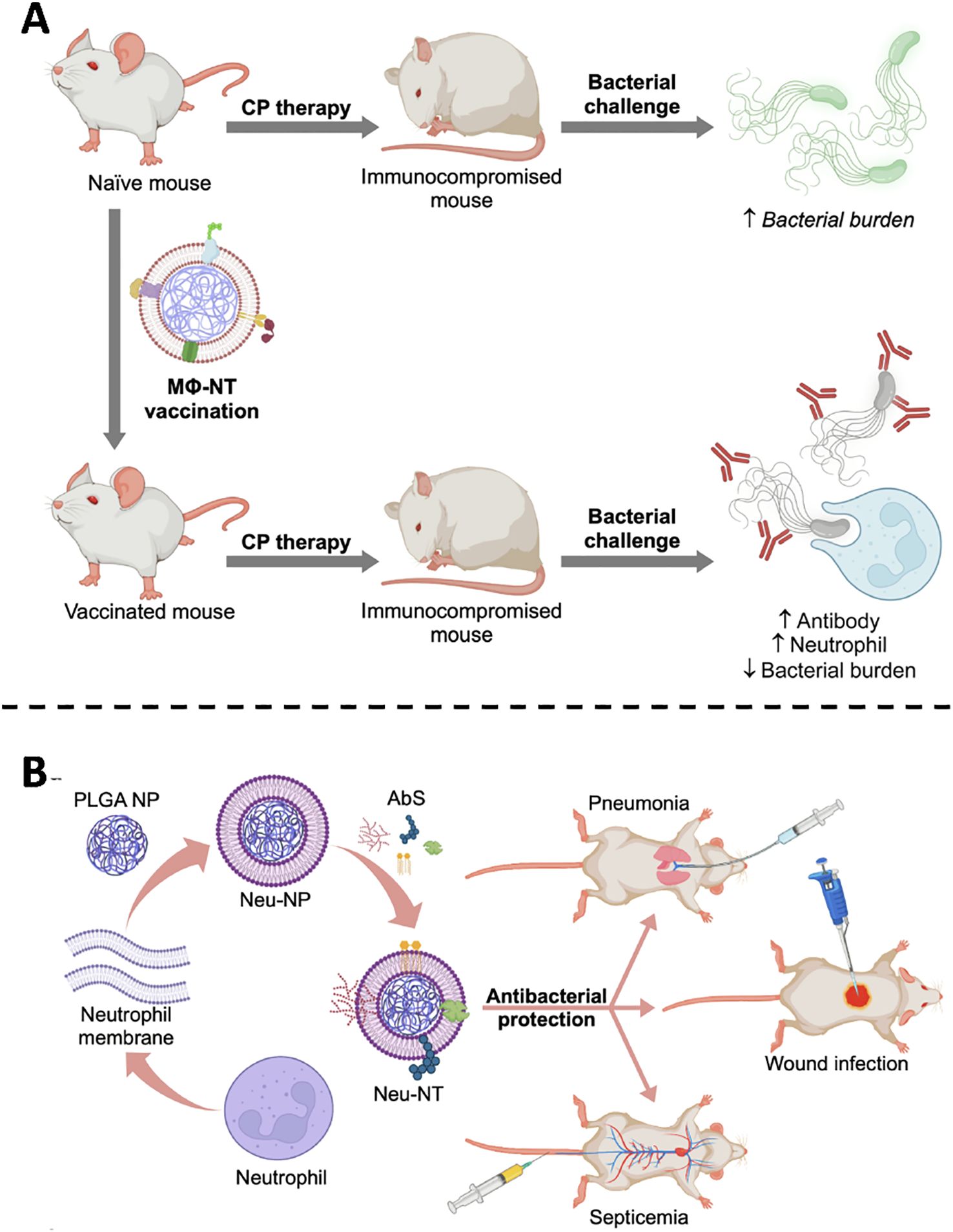 Diagram showing two panels, A and B. Panel A depicts a sequence where a naive mouse becomes immunocompromised after CP therapy, leading to increased bacterial burden upon challenge. Another sequence shows a vaccinated mouse receiving CP therapy, becoming immunocompromised, but exhibiting increased antibodies and neutrophils, reducing bacterial burden. Panel B illustrates neutrophil-based nanoparticles (Neu-NP) and vaccination (Neu-NT), highlighting their role in antibacterial protection across conditions like pneumonia, wound infection, and septicemia.