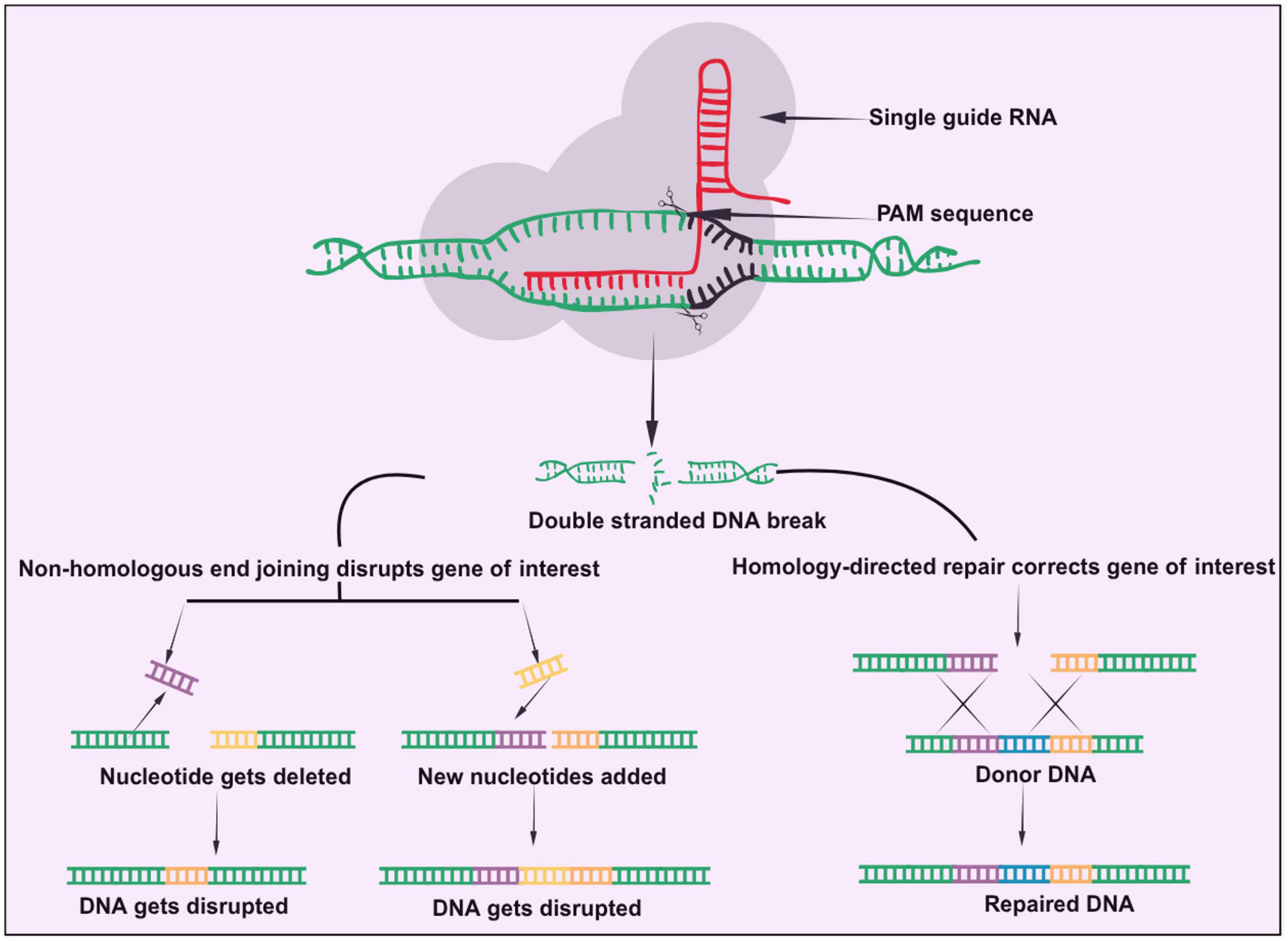 Diagram depicting CRISPR-Cas9 gene editing. A double-stranded DNA break occurs at the target site, guided by single guide RNA and PAM sequence. The break can lead to gene disruption through non-homologous end joining, resulting in deleted or added nucleotides and disrupted DNA, or be corrected via homology-directed repair using donor DNA, resulting in repaired DNA.