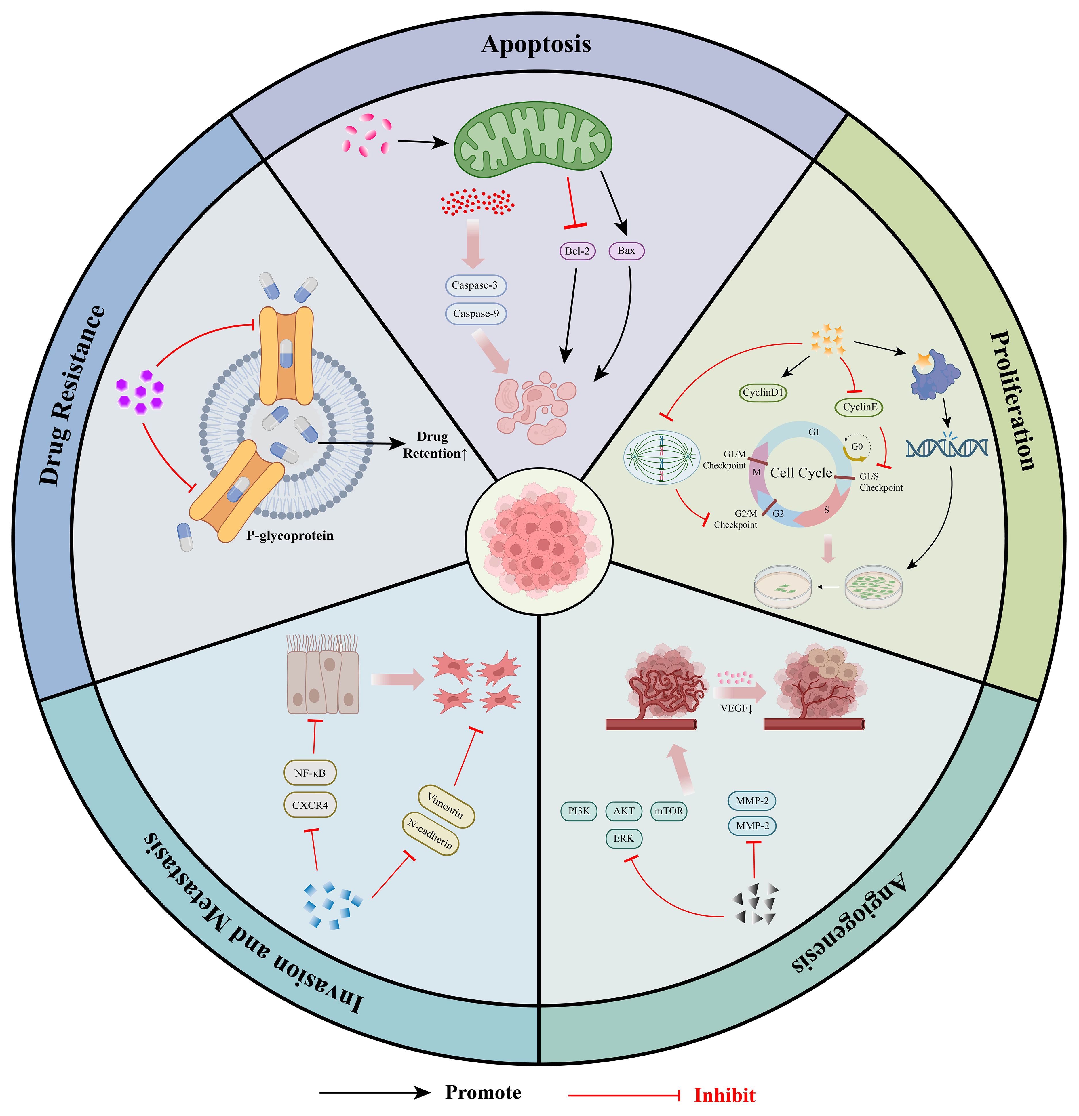 Diagram illustrating molecular mechanism of anti-tumor effects of coumarins. It includes five sections: apoptosis, proliferation, angiogenesis, and invasion/metastasis, drug resistance. Arrows indicate promotion and inhibition. Key elements: P-glycoprotein, cell cycle, caspases, NF-kB, VEGF, PI3K, and MMPs, highlighting their roles in cancer development and response to treatment.