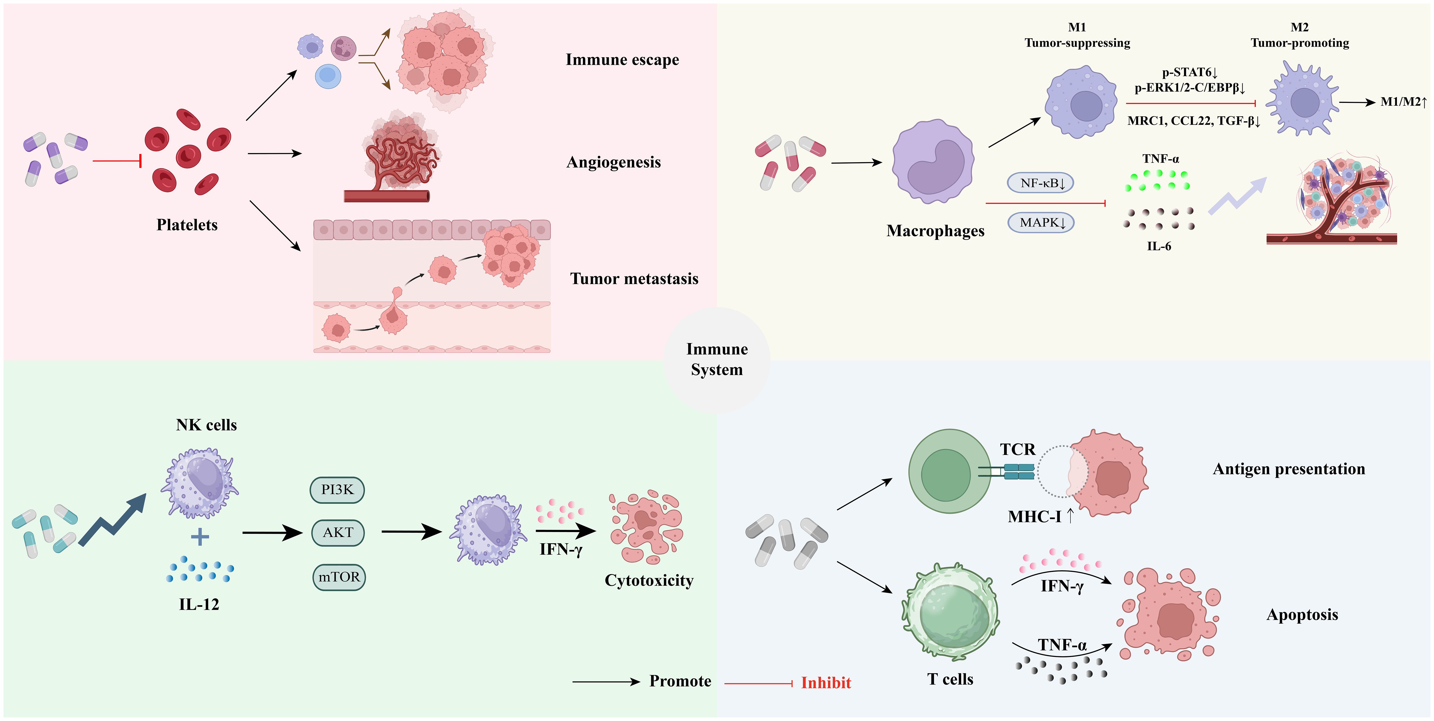 Diagram illustrating interactions within the immune system affecting tumor dynamics. It shows how platelets promote immune escape, angiogenesis, and tumor metastasis. Macrophages have roles in tumor suppression or promotion. NK cells enhance cytotoxicity via IL-12. T cells, through antigen presentation and cytokines IFN-γ and TNF-α, lead to apoptosis. Arrows indicate promotion or inhibition of these processes.