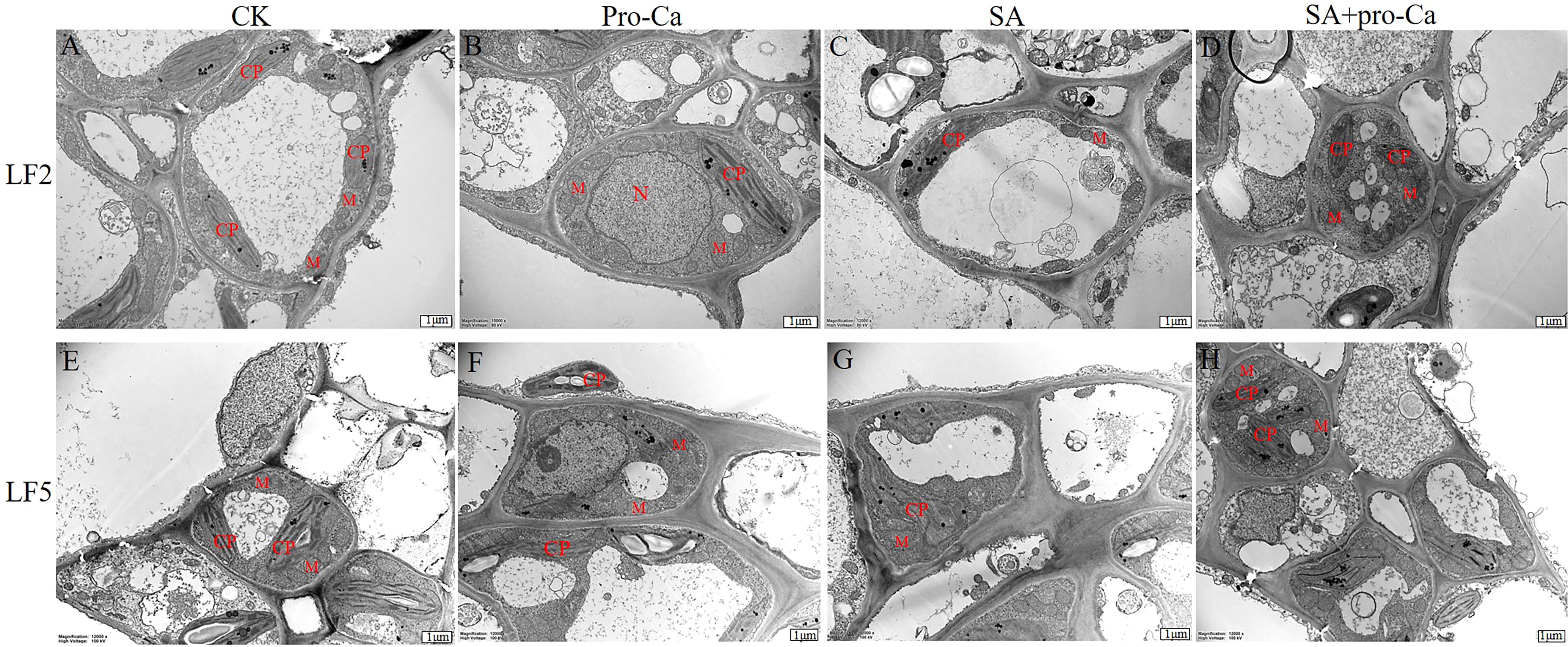 Electron microscopy images of cellular structures under different treatments. Panels A-D represent treatment groups CK, Pro-Ca, SA, and SA+Pro-Ca at magnification 1000x, displaying cellular components labeled as CP and M. Panels E-H show similar groups at a higher magnification of 12000x, with more detailed views of cellular structures. Labels such as CP, M, and N are visible, indicating specific cellular regions, likely chloroplasts, mitochondria, and nuclei. Scale bars indicate 1 micrometer.