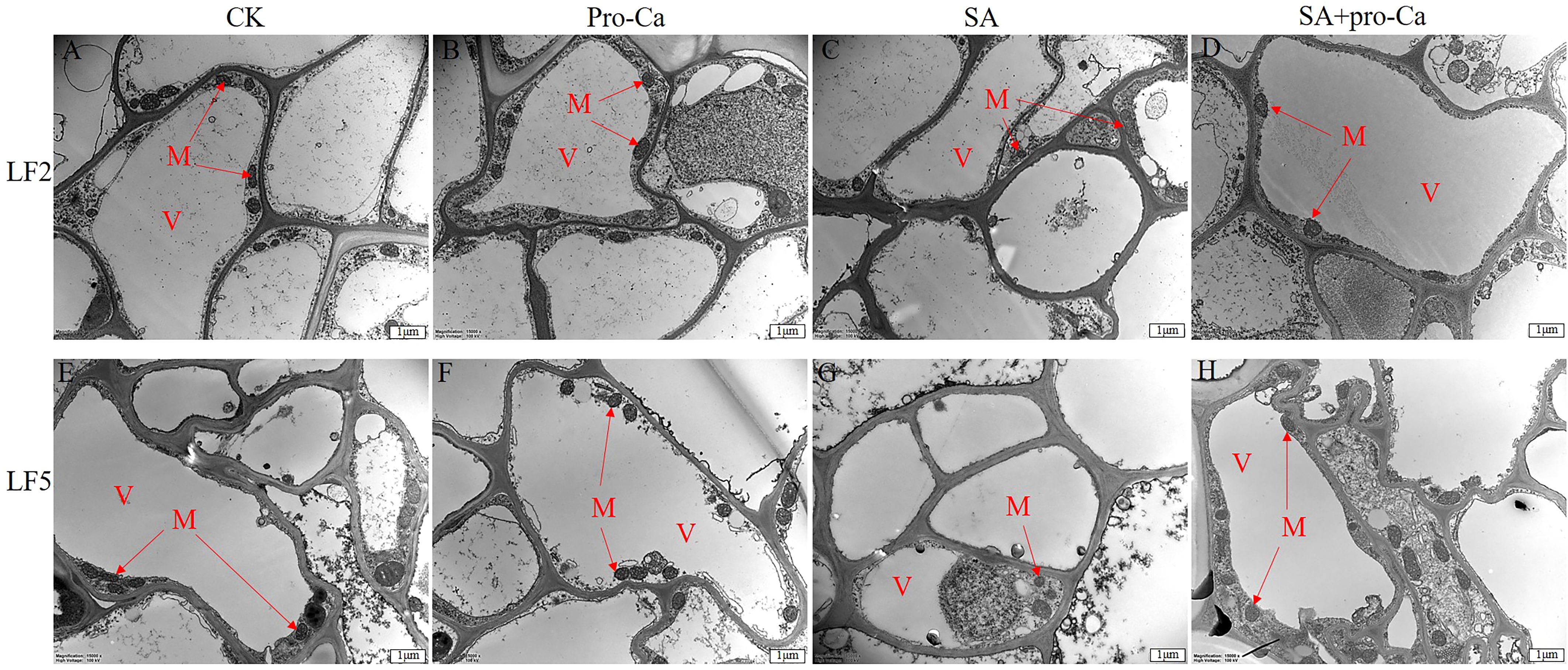 Microscopic images display eight panels labeled A to H, comparing cellular structures under different treatments labeled CK, Pro-Ca, SA, and SA+Pro-Ca for LF2 and LF5. Each panel shows cells with mitochondria (M) and vacuoles (V) marked by red arrows. The scale bars indicate one micrometer.