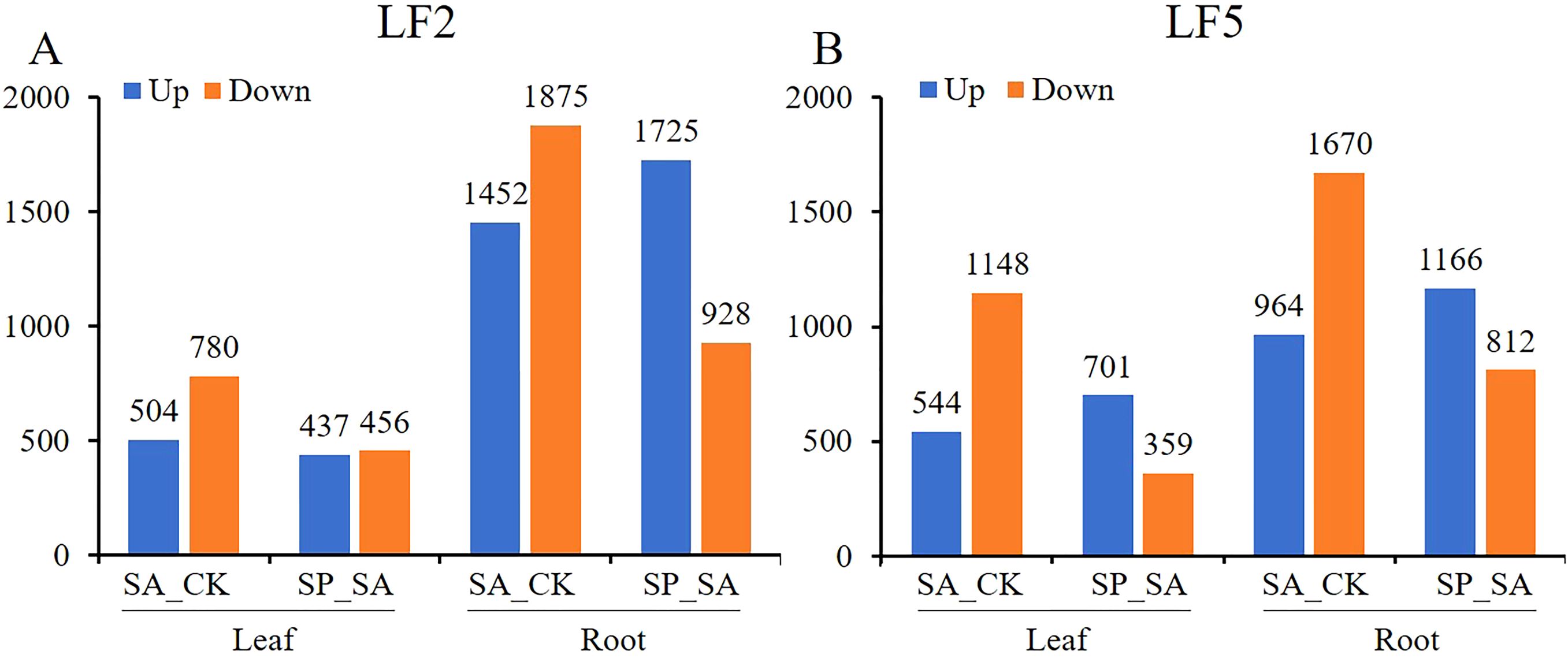 Bar charts labeled A and B showing data for LF2 and LF5, respectively. Both panels compare leaf and root categories with subcategories SA_CK and SP_SA. Each subcategory is divided into “Up” (blue) and “Down” (orange). In chart A, leaf values for SA_CK are 504 (Up) and 780 (Down); SP_SA are 437 (Up) and 456 (Down). Root values for SA_CK are 1452 (Up) and 1875 (Down); SP_SA are 1725 (Up) and 928 (Down). In chart B, leaf values for SA_CK are 544 (Up) and 1148 (Down); SP_SA are 701 (Up) and 359 (Down). Root values for SA_CK are 964 (Up) and 1670 (Down); SP_SA are 1166 (Up) and 812 (Down).