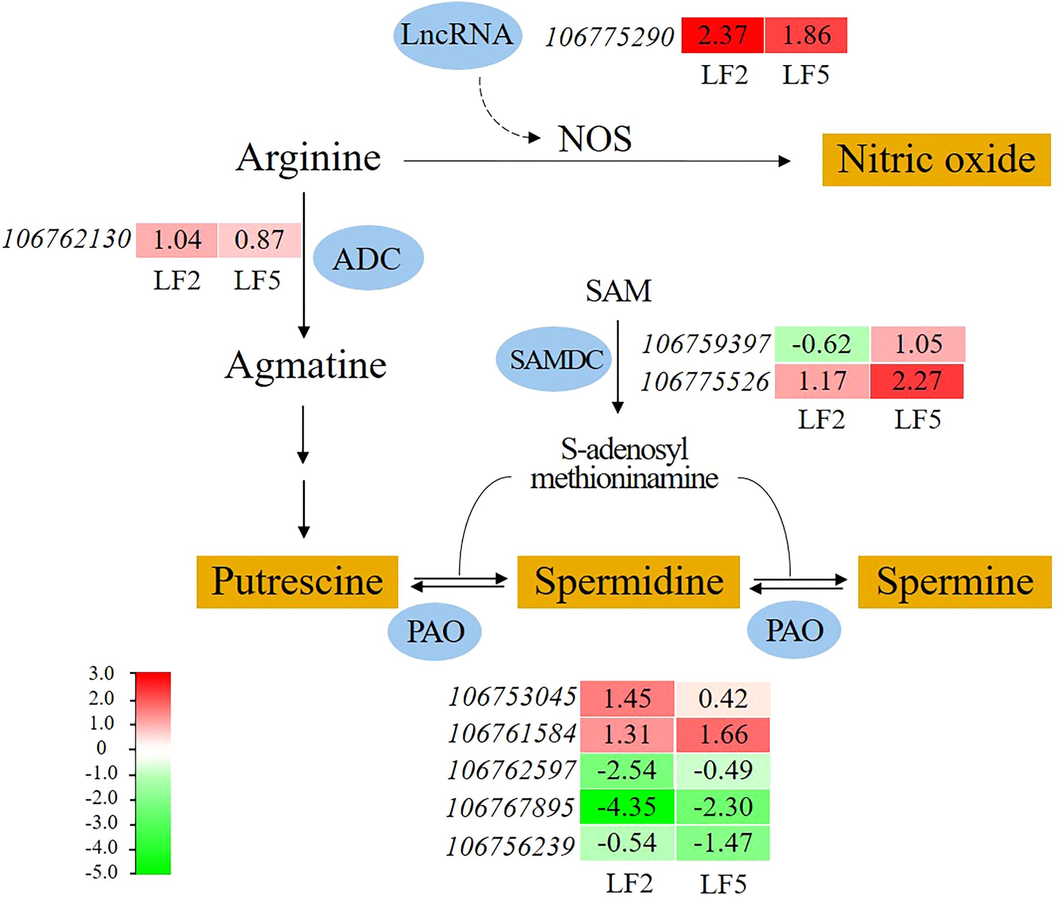 Pathway diagram illustrating the biosynthesis of polyamines from arginine. Arginine is converted to agmatine by ADC, which then transitions to putrescine. Putrescine can be converted to spermidine and then to spermine, with PAO facilitating conversion between forms. SAM and SAMDC assist in the process, producing S-adenosylmethioninamide. LncRNA influences nitric oxide production from NOS. Expression levels for various genes are shown, with color-coding indicating relative expression (red indicates higher, green lower). Key genes include 106762130, 106775290, 106759397, 106775526, and others involved in polyamine synthesis.