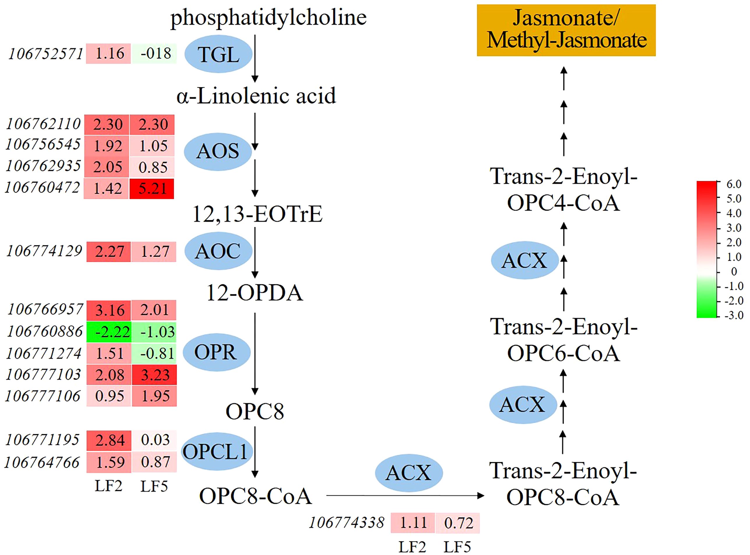 Flowchart depicting the biochemical pathway from phosphatidylcholine to Jasmonate/Methyl-Jasmonate. Enzymes TGL, AOS, AOC, OPR, OPCL1, and ACX are illustrated in blue ovals, showing intermediates like α-Linolenic acid, 12,13-EOTRE, 12-OPDA, OPC8, and various Enoyl-CoAs. Heatmap values adjacent to each enzyme illustrate expression levels for LF2 and LF5 experiments, ranging from red (high expression) to green (low expression). A color scale indicates the expression range from red for 6.0 to green for -3.0.