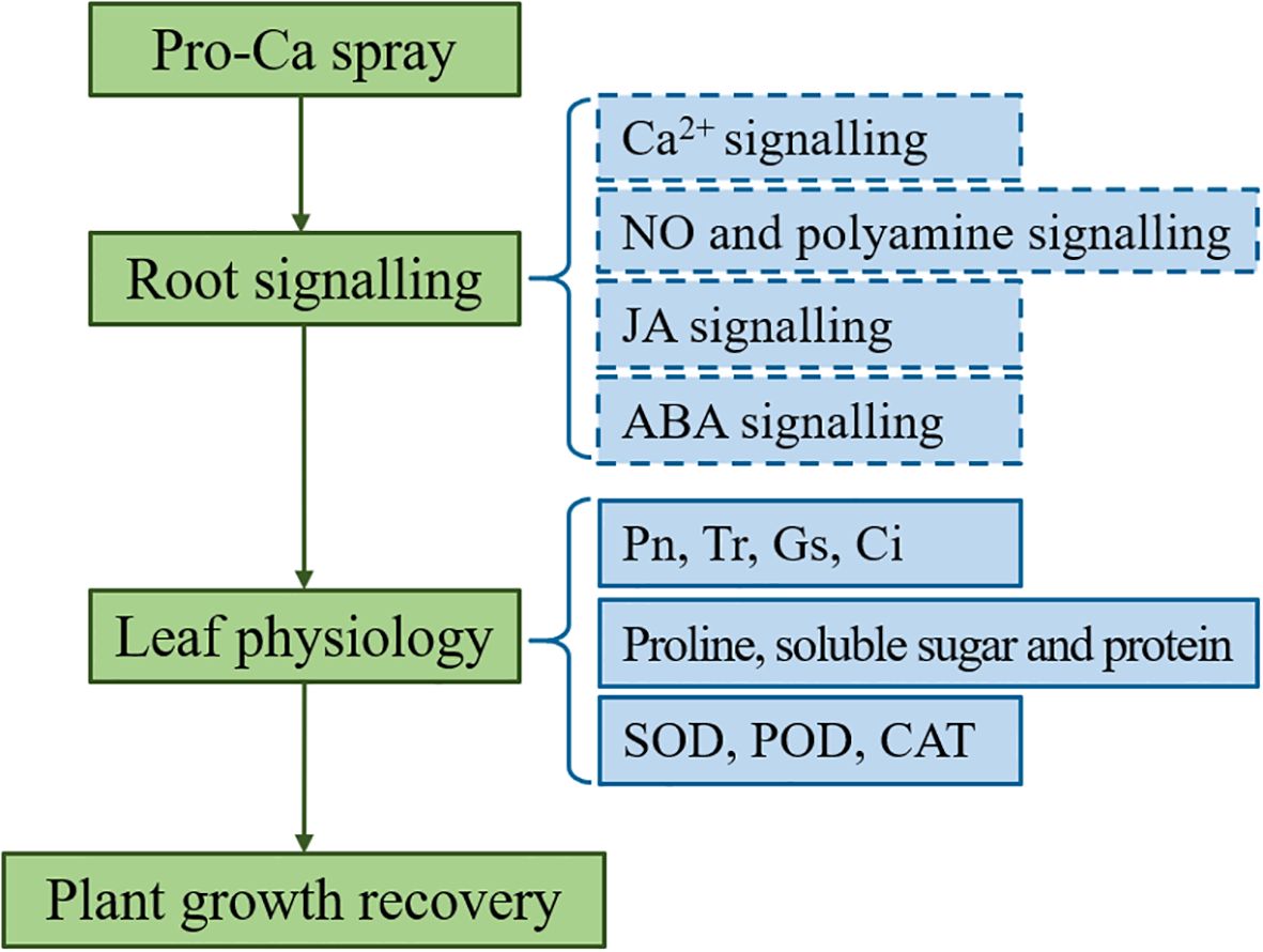Flowchart depicting the process from Pro-Ca spray to plant growth recovery. Pro-Ca spray leads to root signaling, which includes Ca²⁺, NO and polyamine, JA, and ABA signaling. This influences leaf physiology, impacting Pn, Tr, Gs, Ci, proline, soluble sugars, proteins, and enzymes SOD, POD, and CAT, ultimately leading to plant growth recovery.