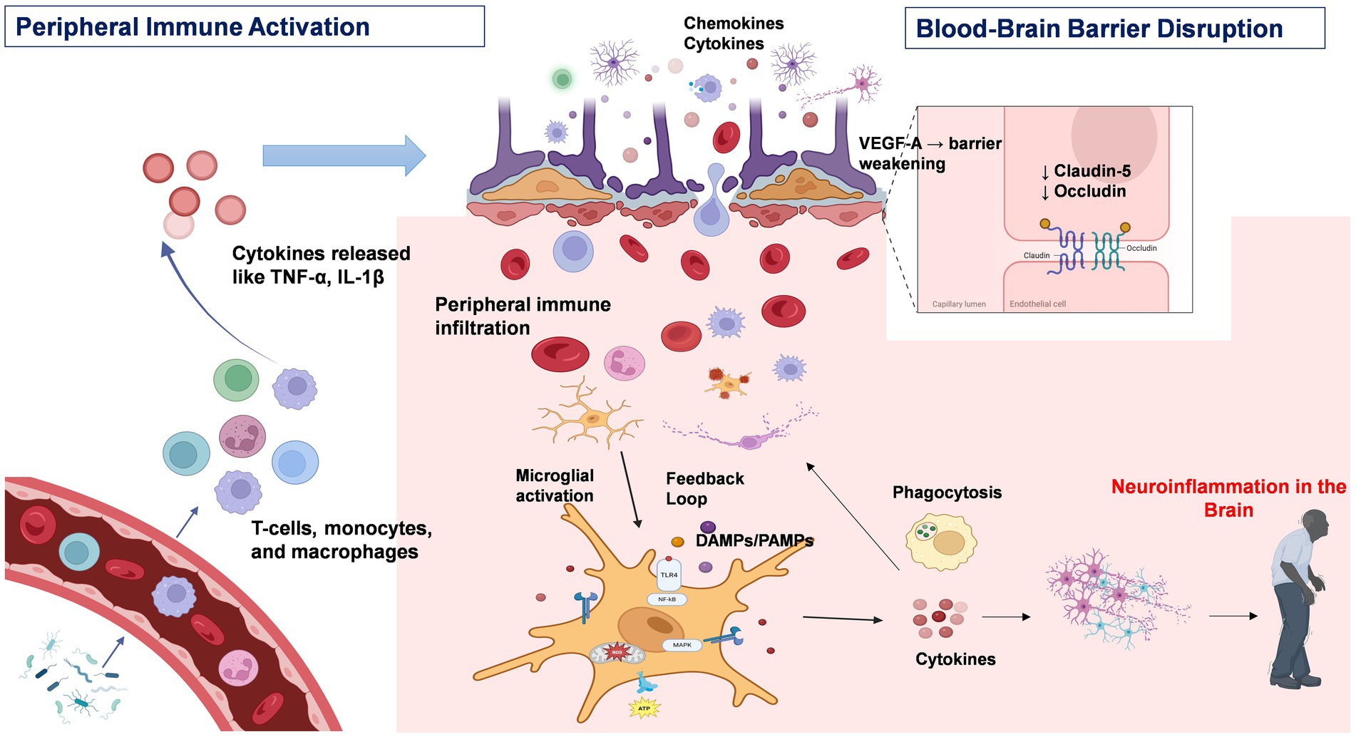 Diagram illustrating peripheral immune activation and blood-brain barrier disruption. It shows cytokines like TNF-α and IL-1β released from T-cells, monocytes, and macrophages, leading to peripheral immune infiltration. VEGF-A weakens the barrier, reducing Claudin-5 and Occludin proteins. Microglial activation involves NF-kB and MAPK pathways. A feedback loop and phagocytosis process follow, with cytokines contributing to neuroinflammation in the brain, depicting a man bent over, possibly indicating symptoms.