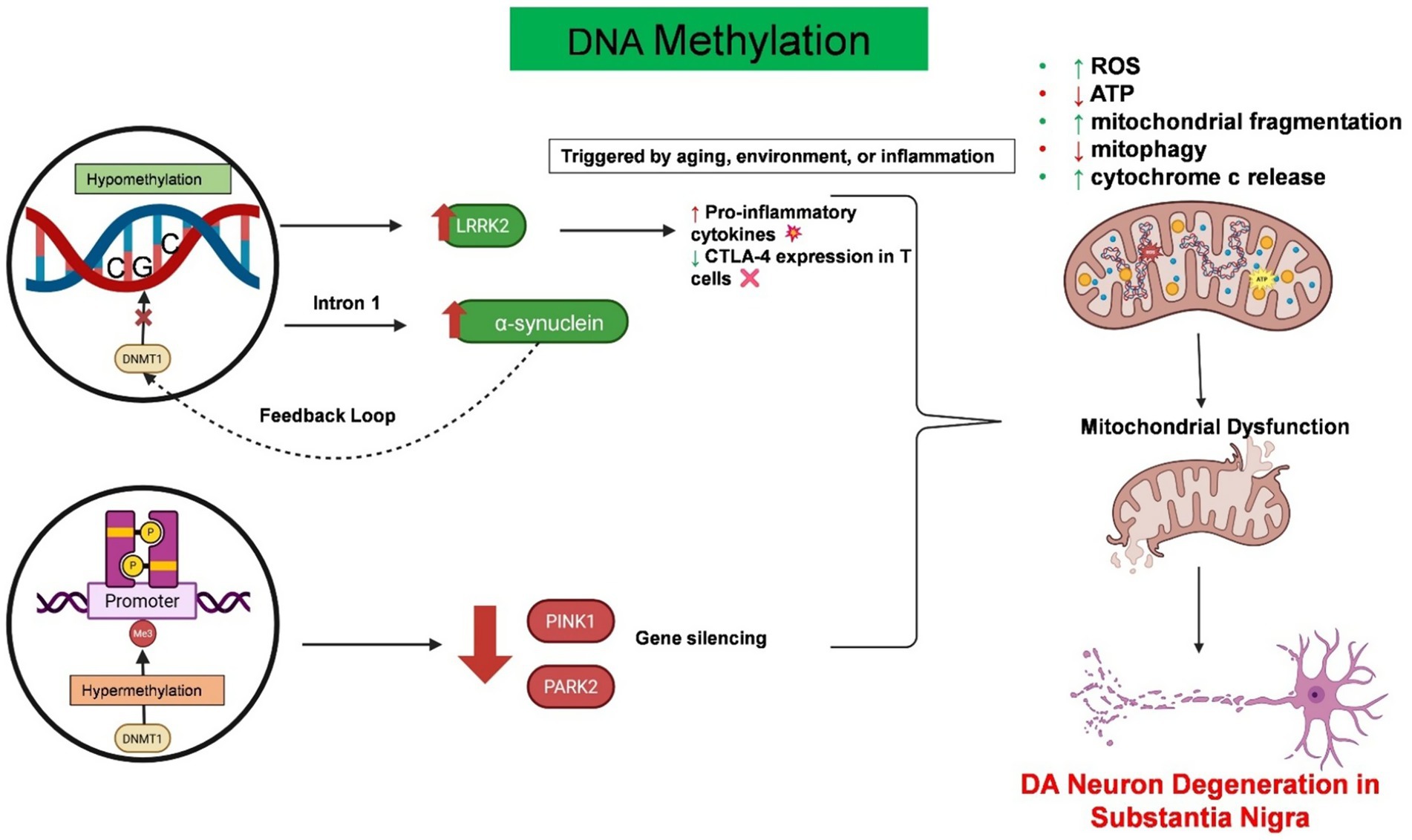 Diagram explaining the role of DNA methylation in neuronal degeneration. Hypomethylation of DNA increases LRRK2 and α-synuclein, leading to increased pro-inflammatory cytokines and mitochondrial dysfunction. This dysfunction, marked by changes like decreased ATP and increased mitochondrial fragmentation, contributes to neuron degeneration in the substantia nigra. Conversely, DNA hypermethylation leads to gene silencing of PINK1 and PARK2.