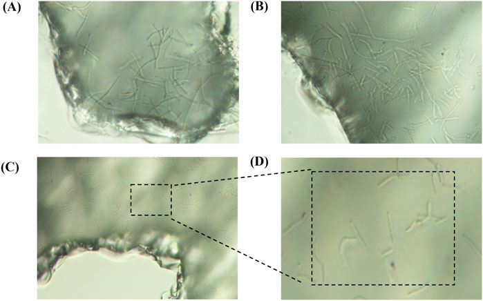Microscopic images show bacterial growth patterns. Panel A and B display rod-shaped bacteria clustered along edges. Panel C magnifies a section, highlighted in D, showing individual bacteria in greater detail.
