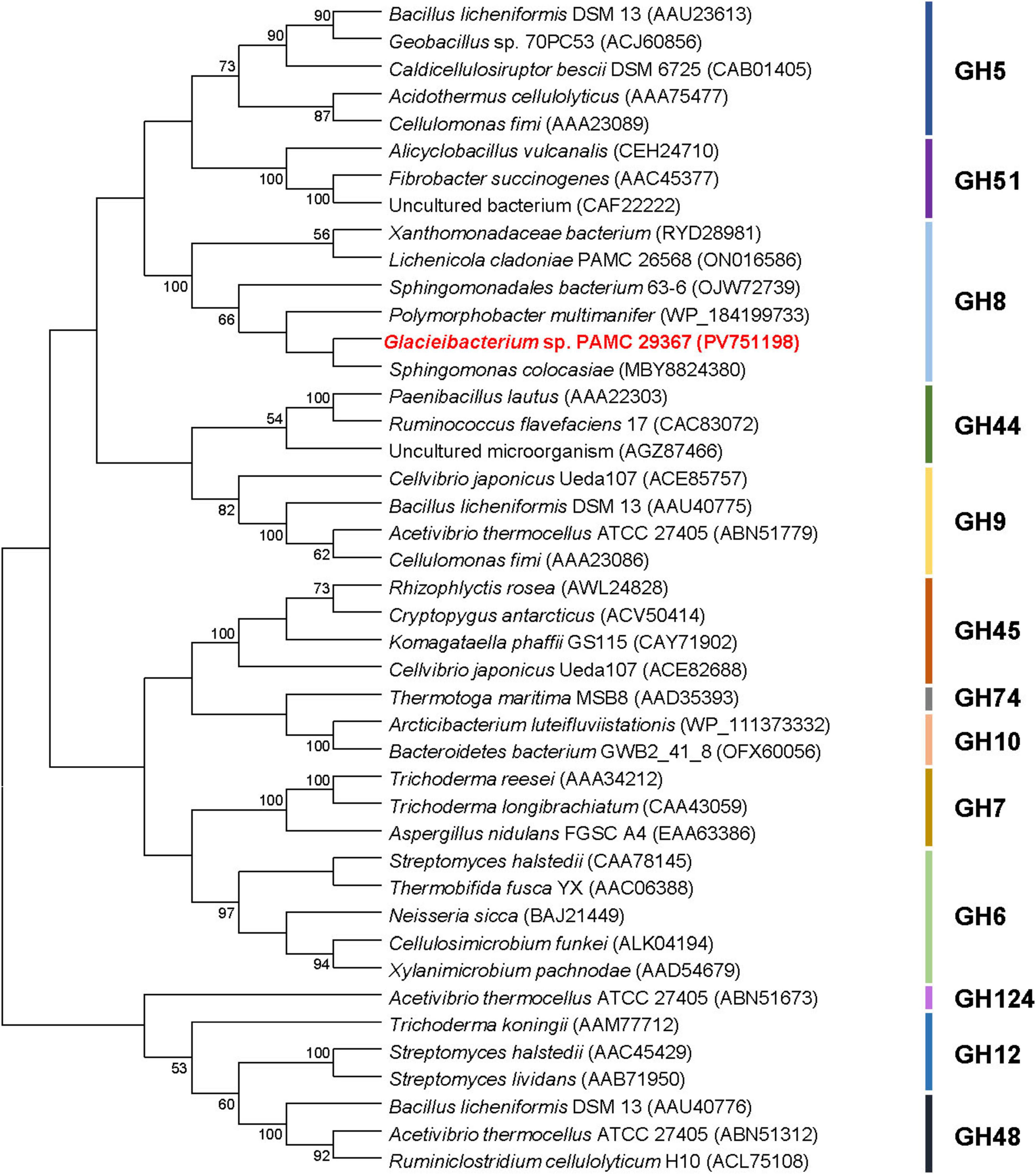 Phylogenetic tree showing bacterial and archaeal species with their corresponding glycoside hydrolase (GH) families. Branches display bootstrap values, and species are color-coded by GH family: GH5, GH51, GH8, GH44, GH9, GH45, GH74, GH10, GH7, GH6, GH124, GH12. Notables include Bacillus licheniformis and Glaciibacterium sp. PAMC 29367 highlighted in red.