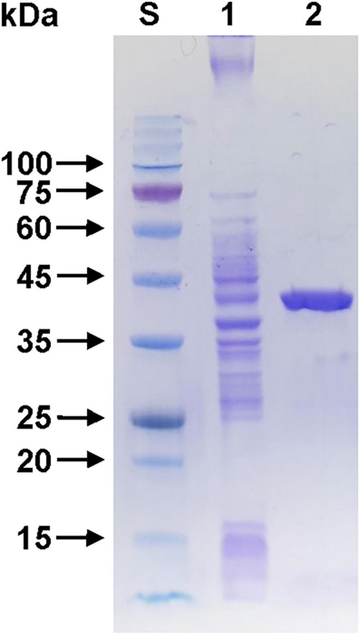 SDS-PAGE gel showing protein bands. Lane S has a protein ladder with bands at 100, 75, 60, 45, 35, 25, 20, and 15 kDa. Lane 1 contains multiple protein bands, while Lane 2 shows a distinct band around 45 kDa.