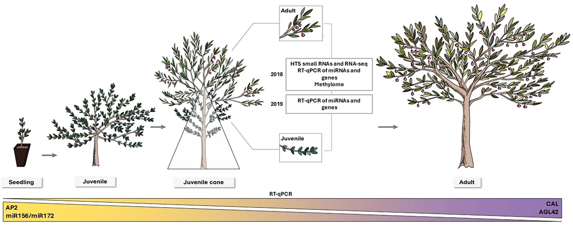 Illustration depicting the developmental stages of an olive tree from seedling to adult. Arrows indicate progression from seedling, juvenile, juvenile cone, to adult. Insets detail the analysis performed in 2018 and 2019, including small RNA sequencing and RT-qPCR of microRNAs and genes. A gradient bar at the bottom shows gene expression levels of AP2, miR156/miR172, CAL, and AGL42 during development.