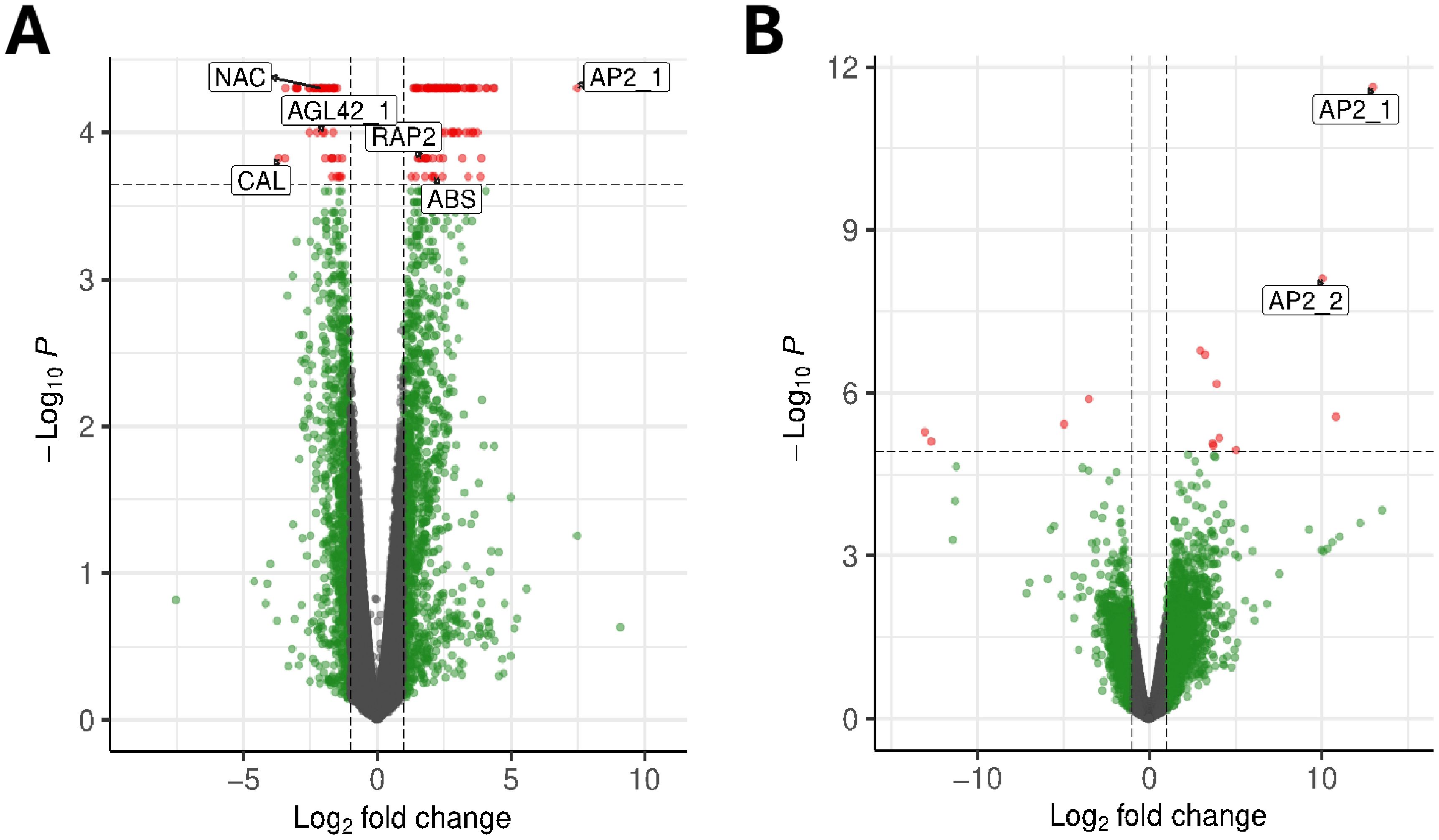 Two volcano plots labeled A and B depict data points representing log fold changes versus the negative logarithm of p-values. Significant data points in red, labeled NAC, AGL42_1, RAP2, ABS, CAL, and AP2_1 in plot A, and AP2_1 and AP2_2 in plot B, indicate genes of interest. Green dots represent non-significant genes clustered near the center. Dashed horizontal and vertical lines denote thresholds for significance.