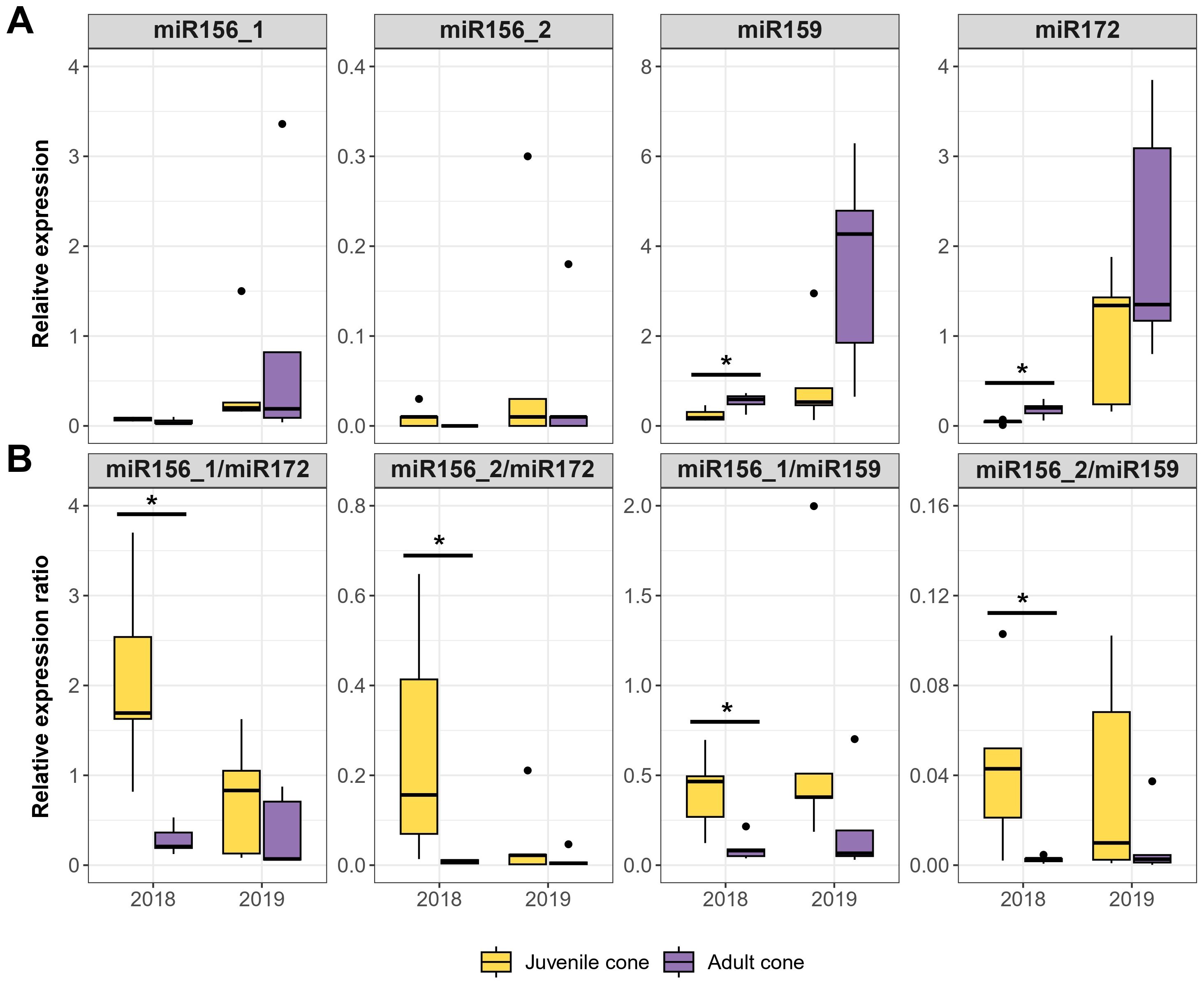 Box plots illustrating gene expression levels for miR156_1, miR156_2, miR159, and miR172 in juvenile and adult cones across 2018 and 2019. Panel A shows relative expression, while panel B presents expression ratios. Yellow represents juvenile cones, and purple represents adult cones. Significant differences are marked with asterisks.