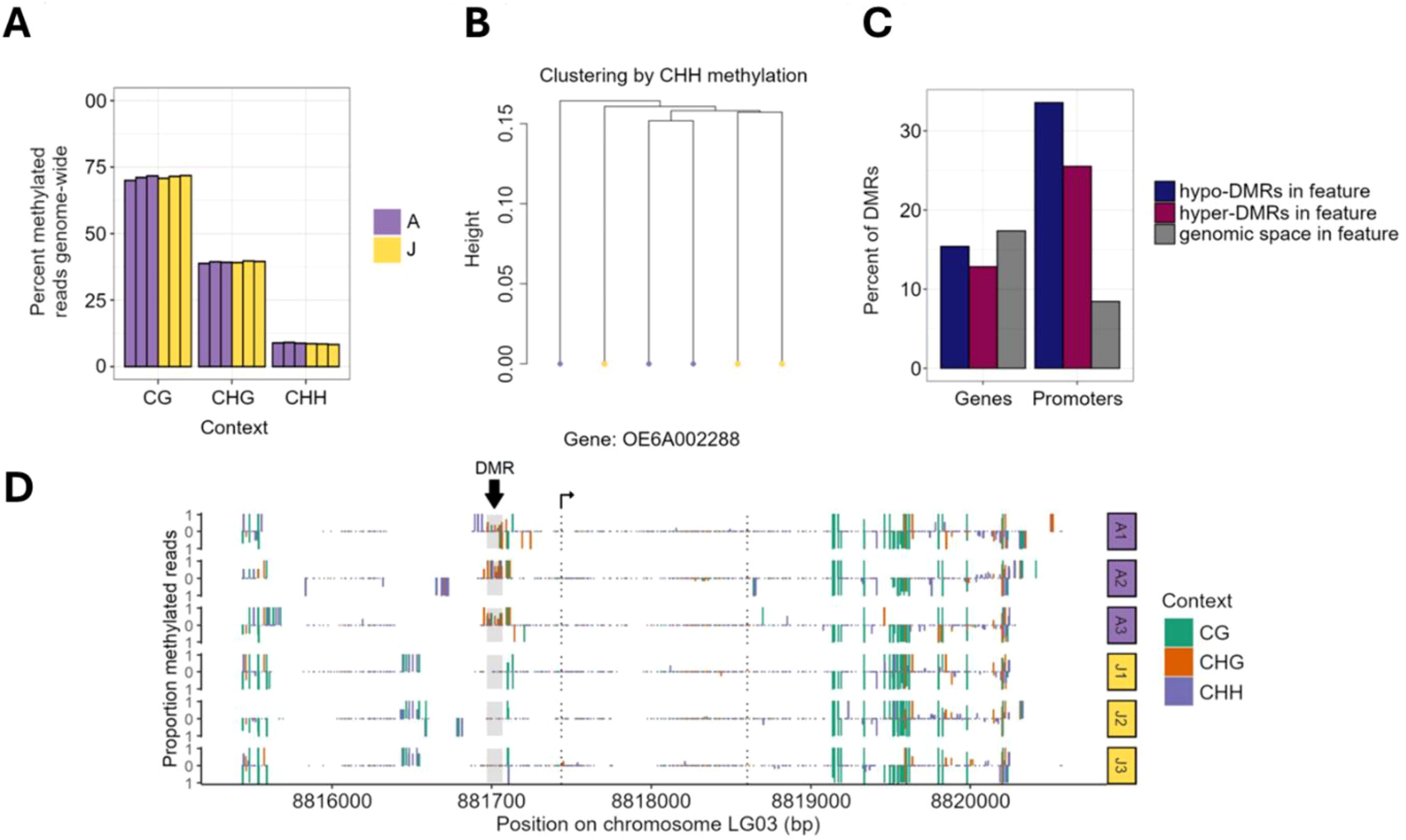 Group of charts analyzing DNA methylation patterns. Chart A: Bar graph showing percent methylated reads for contexts CG, CHG, CHH in samples A and J. Chart B: Dendrogram clustering samples by CHH methylation. Chart C: Bar graph illustrating percent of DMRs in genes and promoters for hypo-DMRs, hyper-DMRs, and genomic space. Chart D: Visualization of methylation across chromosome LG03 at positions 8816000 to 8820000, indicating a DMR near gene OE6A002288. Legend specifies contexts CG, CHG, CHH and sample groups A1-A3, J1-J3.