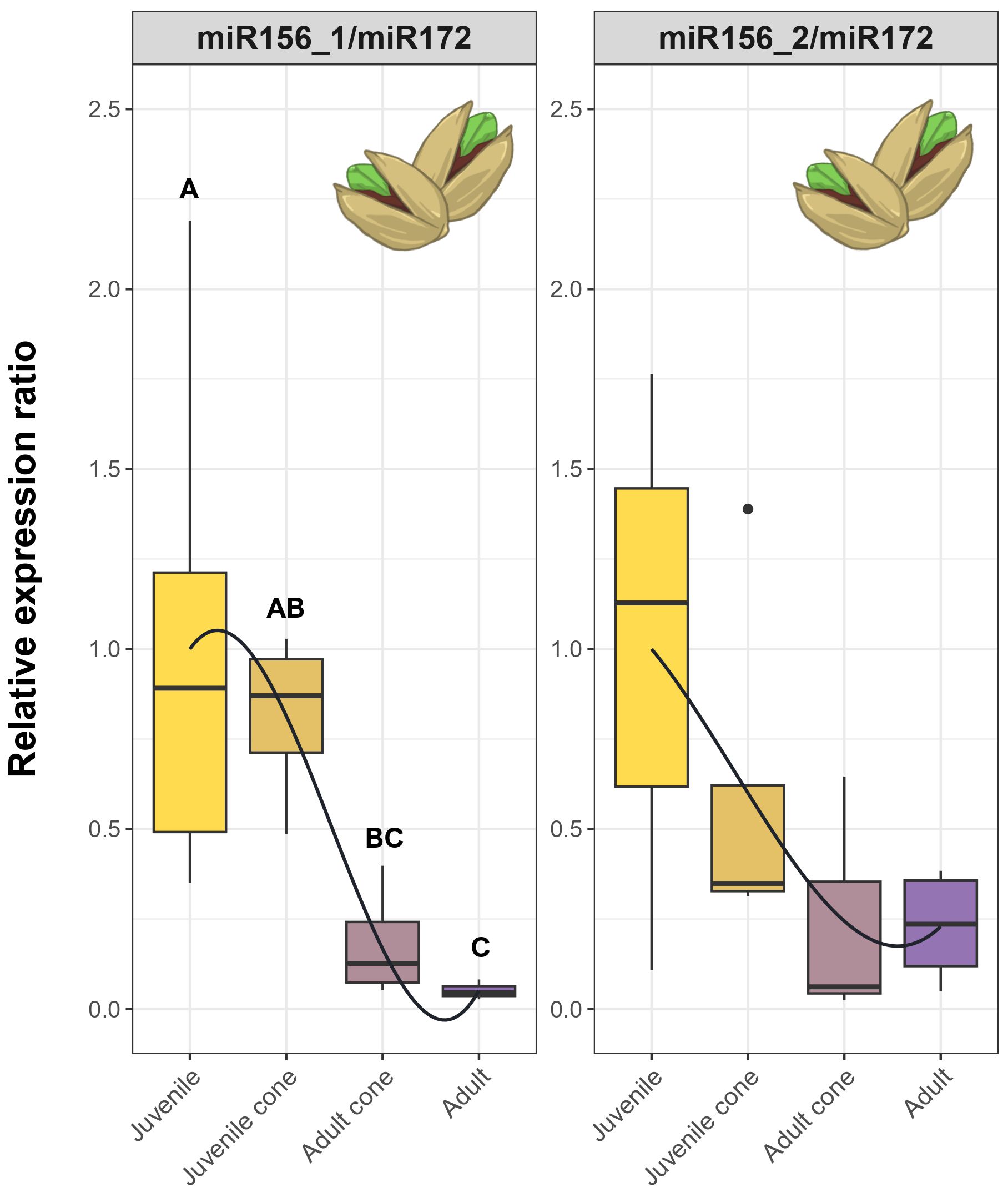 Two box plot charts compare the relative expression ratios of miR156_1/miR172 and miR156_2/miR172. Both charts feature four stages: juvenile, juvenile cone, adult cone, and adult. In the miR156_1/miR172 chart stages are marked with labels A, AB, BC, and C indicating significant differences. A pistachio icon is above each chart to indicate that the expression levels were measured in pistachio samples.