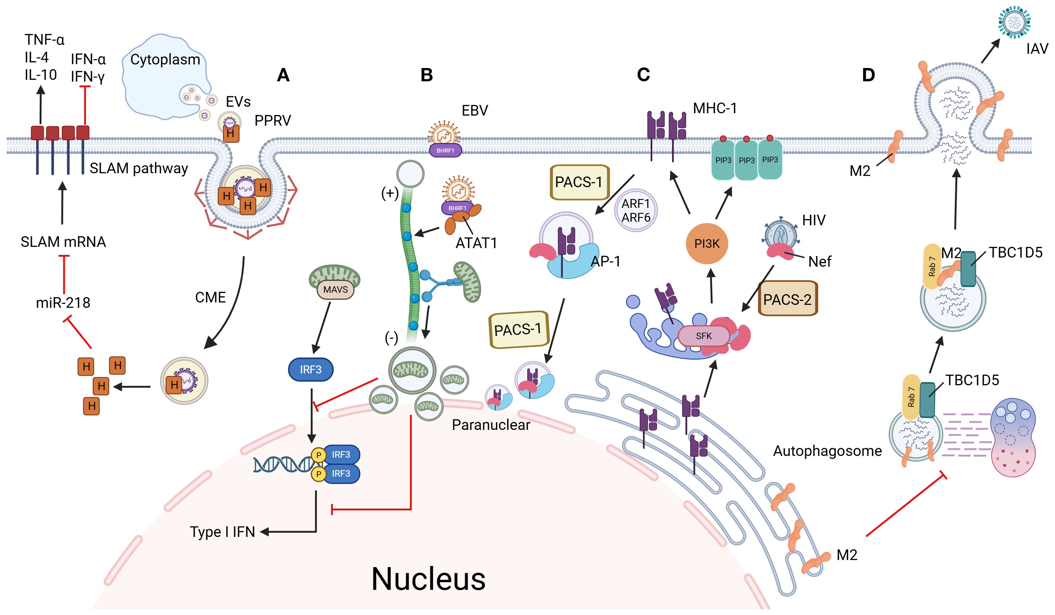Diagram showing cellular processes influenced by various proteins and pathways. Sections A to D depict interactions with pathogens like PPRV, EBV, HIV, and IAV. Key elements include the SLAM pathway, CME, IRF3 activation, MHC-1 involvement, and vesicular transport involving proteins like ATAT1, PACS-1, PI3K, and autophagosomes. Interactions are highlighted by arrows and inhibitory lines, indicating complex cellular mechanisms.