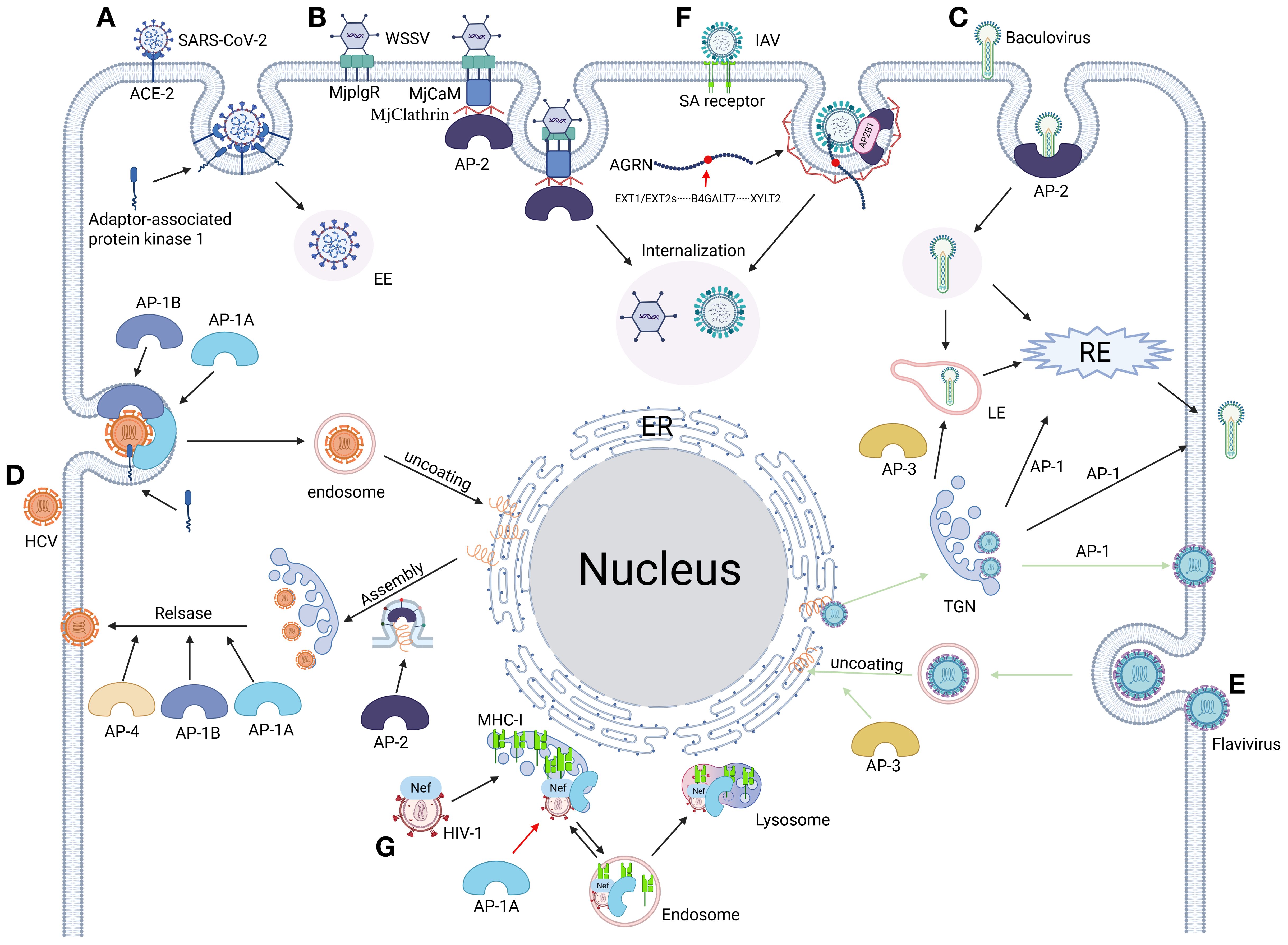 Diagram illustrating various virus entry and trafficking pathways in host cells. Pathways are labeled from A to G for viruses like SARS-CoV-2, WSSV, and HIV-1. Involves adaptor proteins, endosomes, and nucleus interactions, depicting different stages like internalization and uncoating. Also shows the endoplasmic reticulum and transport mechanisms via cellular components like AP-1, AP-2, and AP-3. Arrows indicate the direction of viral movement and processing stages.