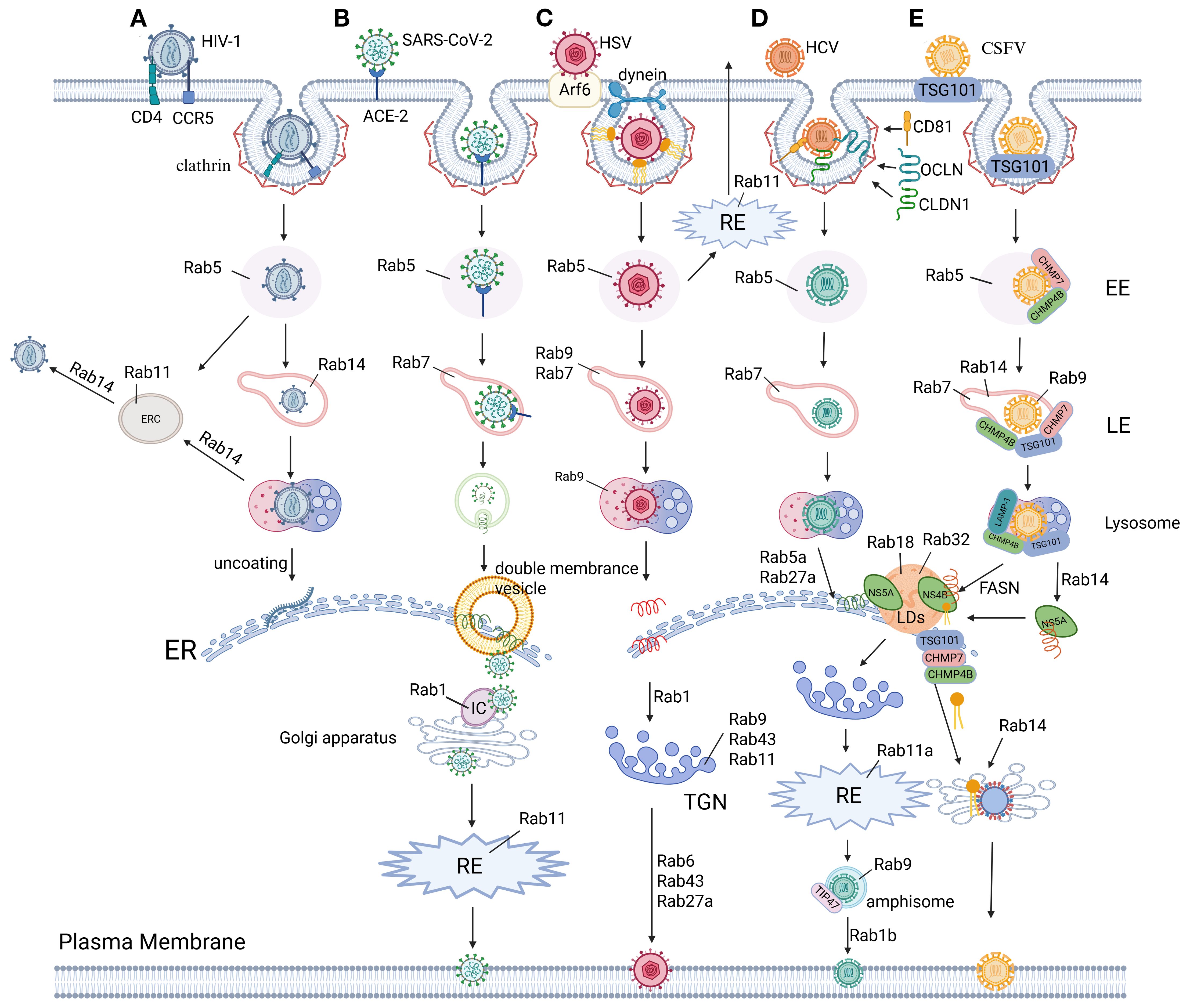 Diagram illustrating various virus entry pathways into cells, detailing the roles of molecules like CD4, ACE-2, Arf6, and TSG101. The pathways for HIV-1, SARS-CoV-2, HSV, HCV, and CSFV involve interactions with cellular components like clathrin, Rab proteins, dynein, and others. Processes such as uncoating, vesicle formation, and interactions with the Golgi apparatus and endoplasmic reticulum are depicted. The pathways illustrate progression through early and late endosomes, lysosomes, and cellular recycling systems, highlighting proteins involved in viral trafficking and membrane interactions.