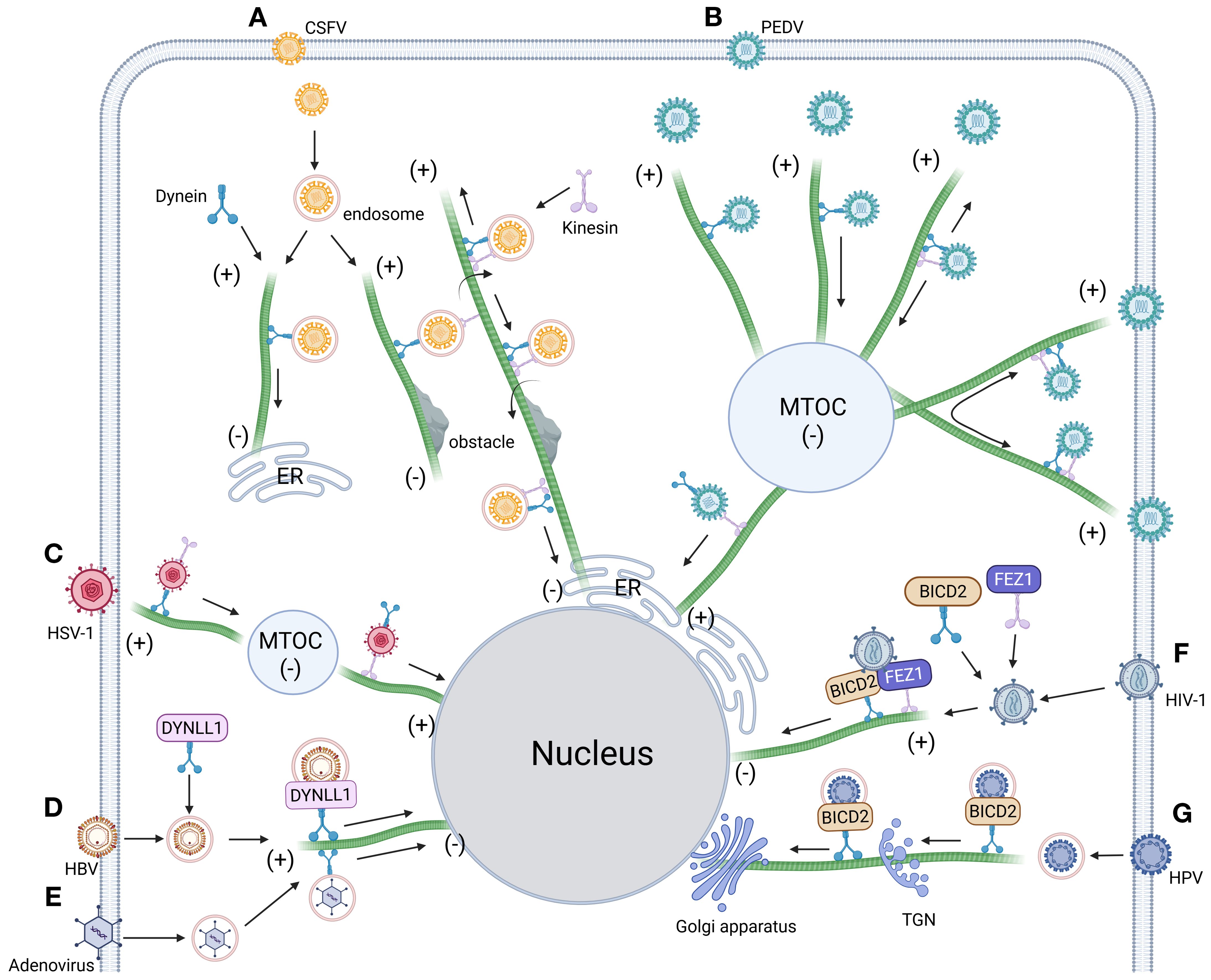 Diagram showing various viruses interacting with cellular components. Viruses labeled A to G, such as CSFV, PEDV, and HIV-1, navigate pathways involving cellular structures like microtubules, the nucleus, ER, and MTOC. Dynein, kinesin, and other proteins facilitate movement. Arrows indicate directions and pathways of viral transport.