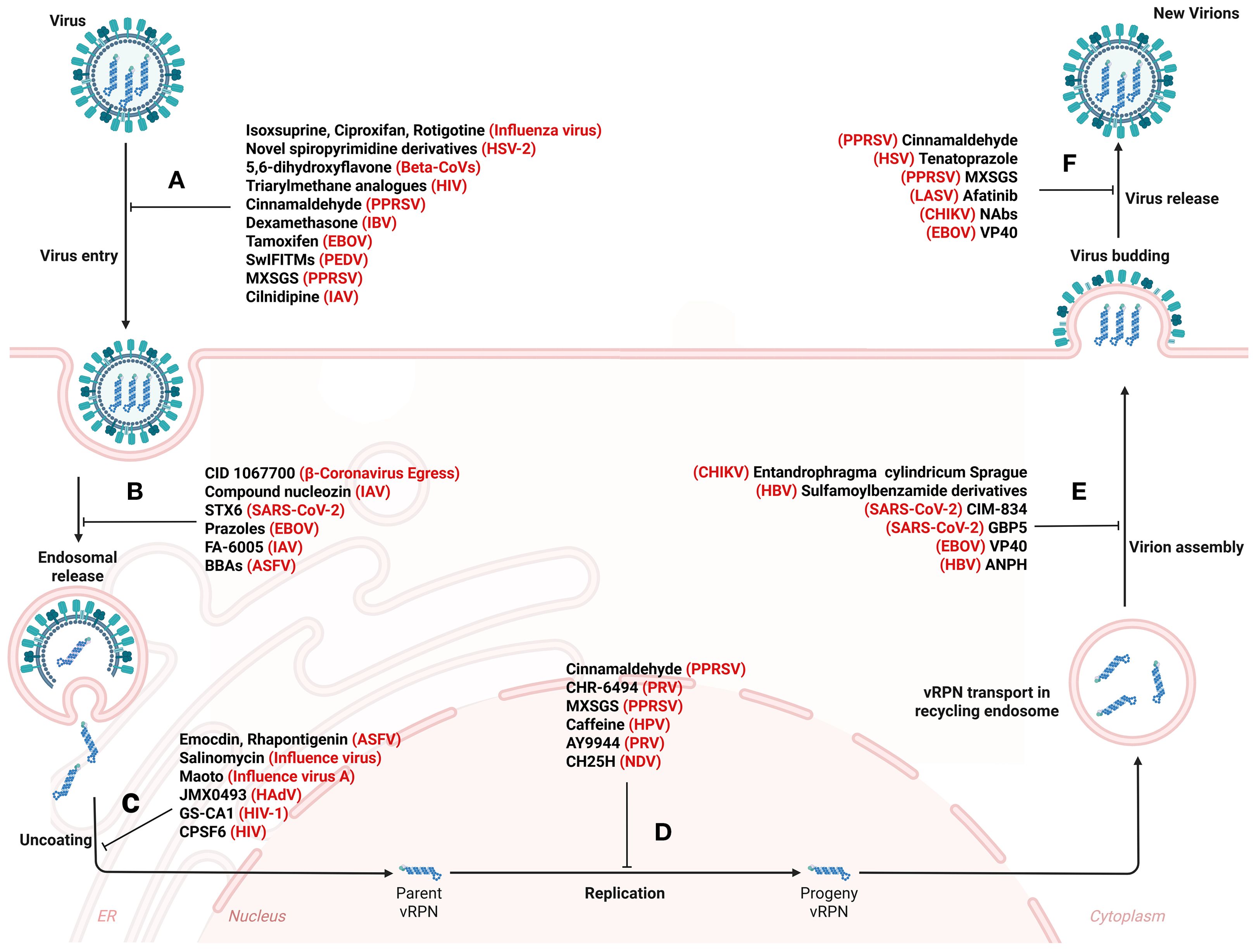 Diagram illustrating the viral life cycle with entry, uncoating, replication, assembly, budding, and release stages. Each stage includes various antiviral compounds targeting different viruses such as influenza, HIV, and SARS-CoV-2. The process flows from virus entry (A) through endosomal release (B), uncoating (C), replication (D), virion assembly (E), and ends with virus budding and release (F). Key drugs and their target viruses are highlighted in red.