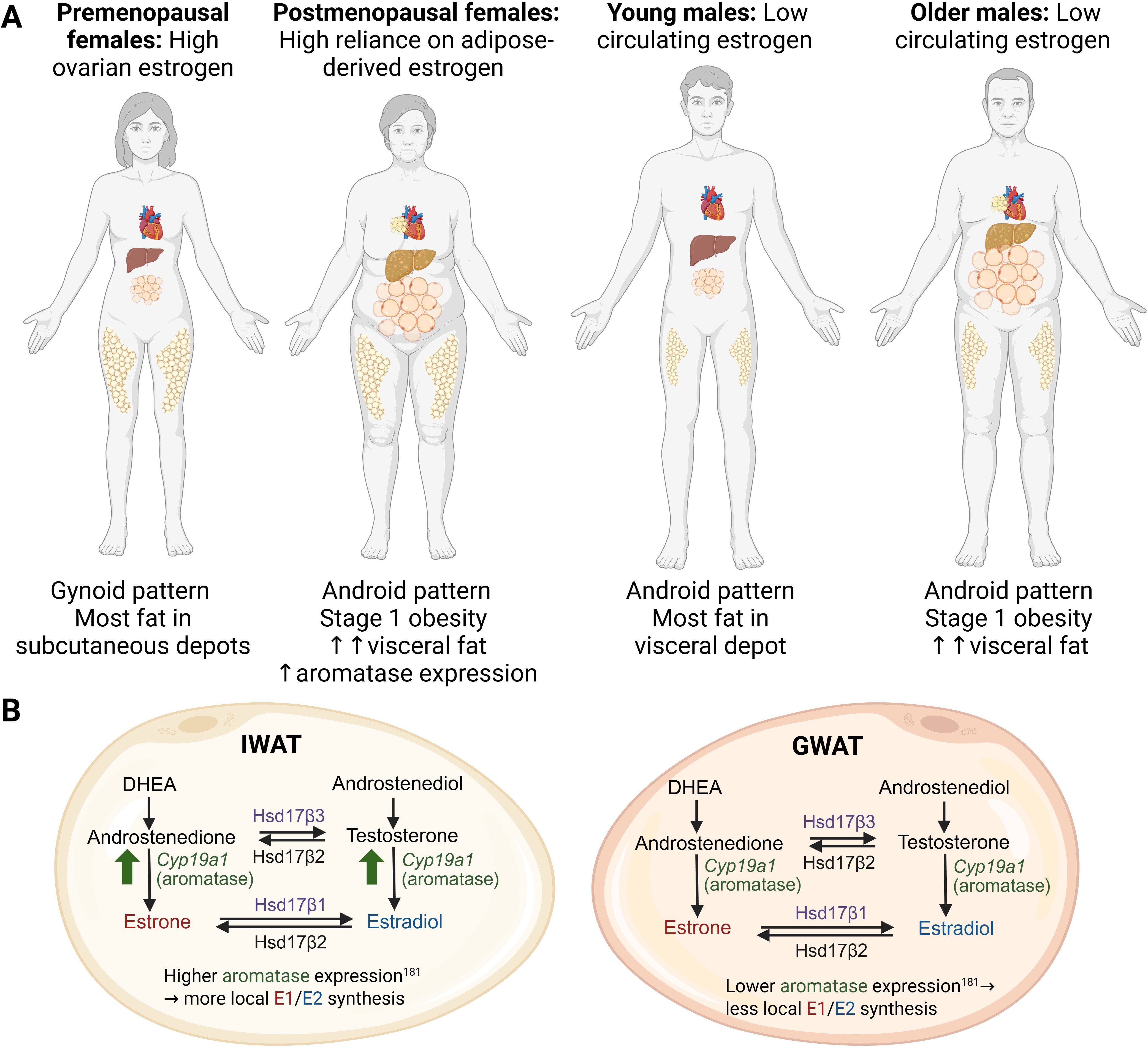 Diagram with two sections labeled A and B. Section A illustrates body fat distribution in different groups: premenopausal females with a gynoid pattern, postmenopausal females with an android pattern and increased visceral fat, young males with an android pattern and visceral fat, and older males with similar patterns. Section B shows diagrams of IWAT and GWAT, comparing hormone pathways, including androstenedione, testosterone, estrone, and estradiol. It highlights differences in aromatase expression affecting E1/E2 synthesis.