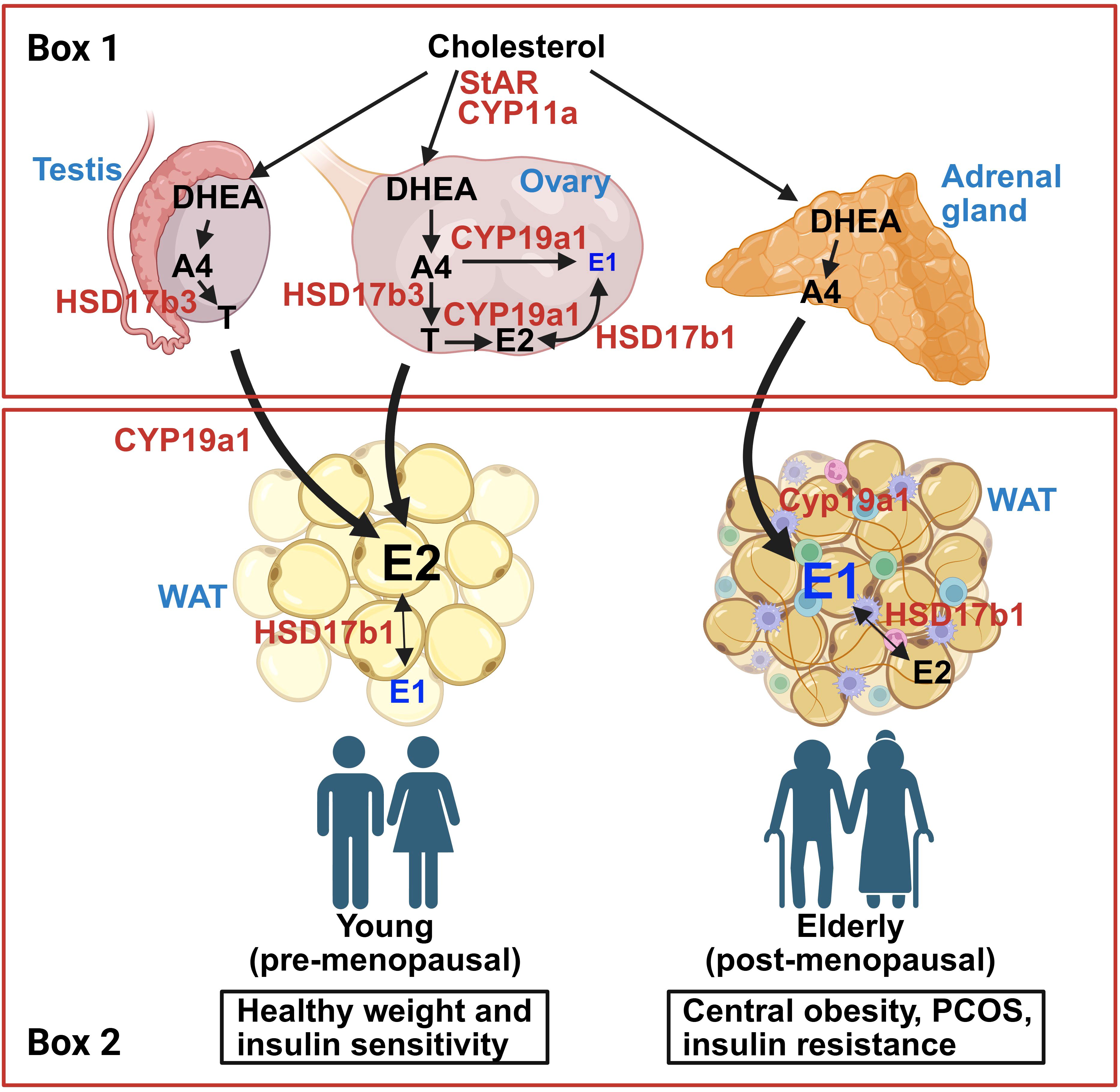 Diagram illustrating the conversion of cholesterol to different hormones in testis, ovary, and adrenal gland. It shows pathways for producing DHEA, A4, and testosterone, with enzymes like CYP19a1 and HSD17b3. The lower section compares young, pre-menopausal individuals with elderly, post-menopausal ones, highlighting health outcomes like insulin sensitivity and obesity.