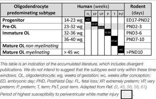 Frontiers | Rodent Hypoxia\u2013Ischemia Models for Cerebral Palsy Research ...