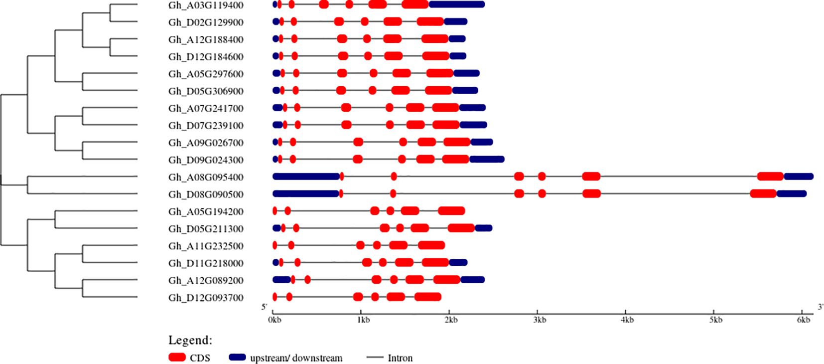Phylogenetic tree and gene structure diagram illustrating gene relationships and structures. The tree on the left shows hierarchical relationships among genes, each labeled with an identifier. The right side displays gene structures with red segments for coding sequences, blue for upstream/downstream regions, and black lines for introns. A scale measures gene length from zero to six kilobases. Legend included at the bottom.