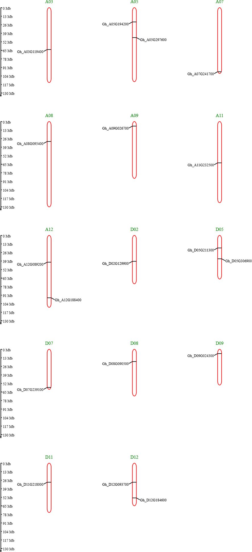 Diagram showing twelve chromosomes labeled A03, A05, A07, A08, A09, A11, A12, D02, D05, D07, D08, D09, D11, and D12. Each chromosome has specific gene markers, such as Gh_A03G119400 on A03 and Gh_D12G184600 on D12, positioned at various megabase (Mb) levels, ranging from zero to one hundred thirty Mb. Red outlines indicate chromosome shapes, with green labels at the top.