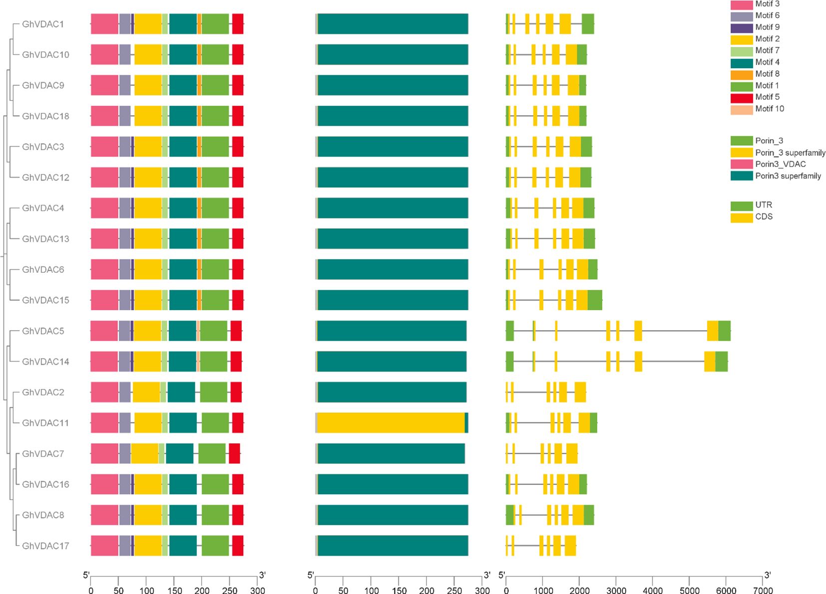 Diagram depicting the structure of GhVDAC gene family members with motifs, domains, and gene structures. Motifs are color-coded, shown on the left. The middle section illustrates Porin domains, and the right displays gene structures with UTR and CDS regions, all aligned and color-coded according to the legend.
