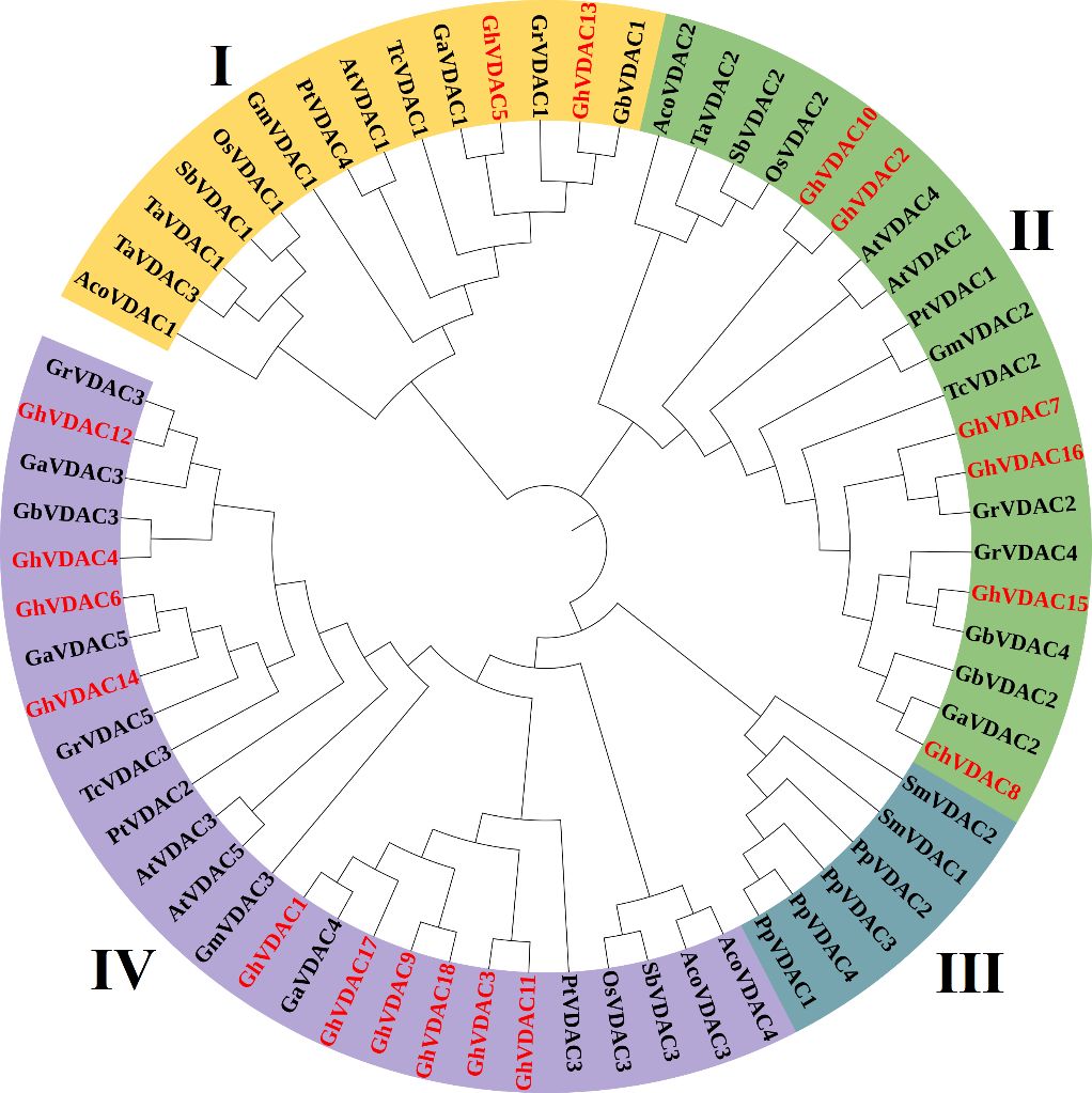 Circular phylogenetic tree depicting VDAC protein classifications into four main groups labeled I, II, III, and IV, differentiated by color segments: yellow, green, blue, and purple. Each branch lists specific VDAC proteins, with variations in text color for emphasis.