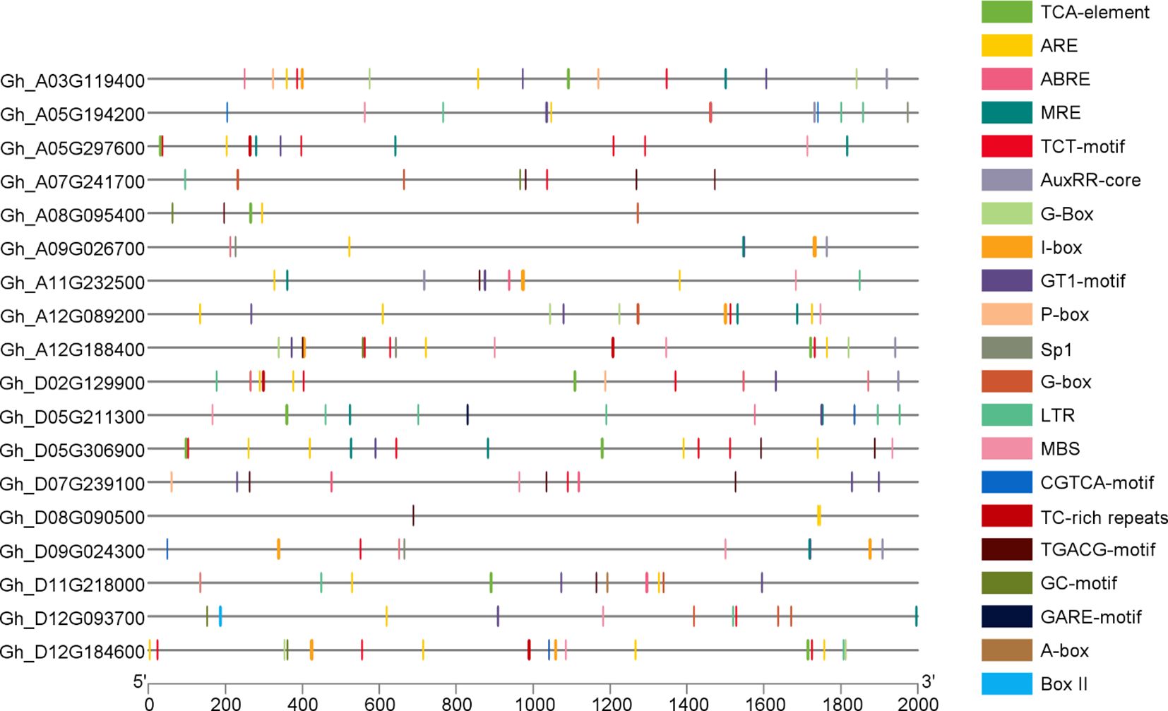 Diagram showing positions of various cis-acting elements across different genes, labeled from Gh_A03G119400 to Gh_D12G184600. Elements are color-coded, including TCA-element (green), ARE (yellow), ABRE (pink), MRE (blue), and TCT-motif (red). The horizontal lines represent gene sequences from 5' to 3'.