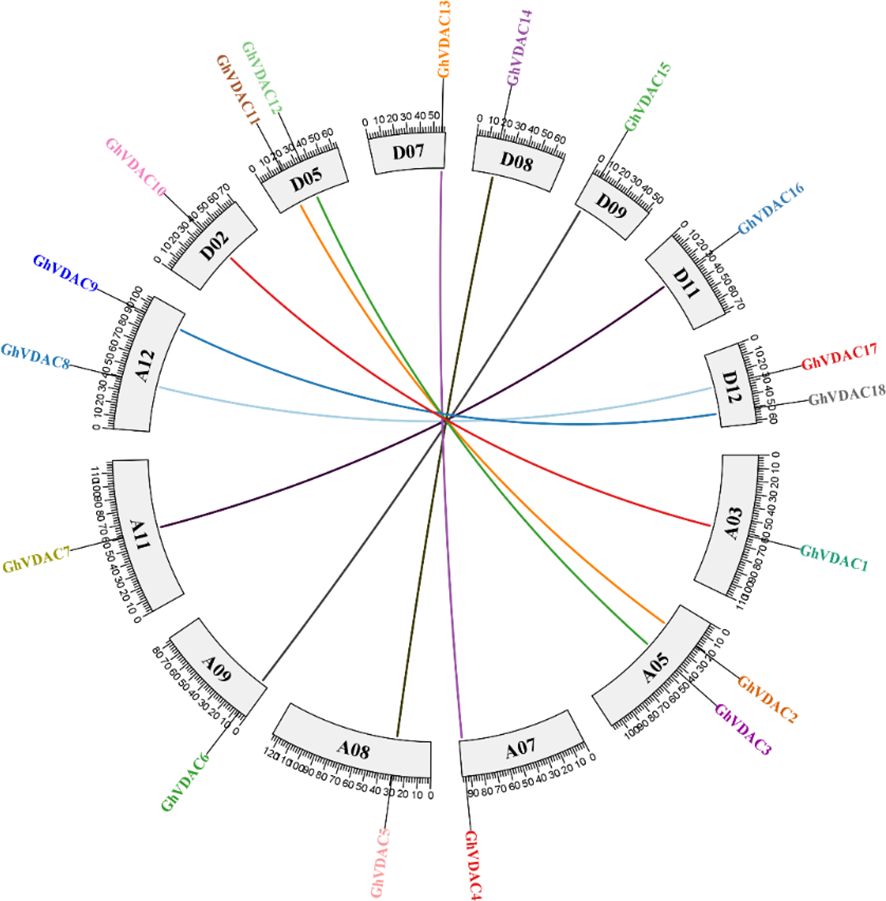 Circular diagram depicting various GhVDAC genes and their chromosomal locations. Radial lines connect gene labels in different colors to corresponding chromosome segments. Each segment is labeled with identifiers like A12, D05, D07.