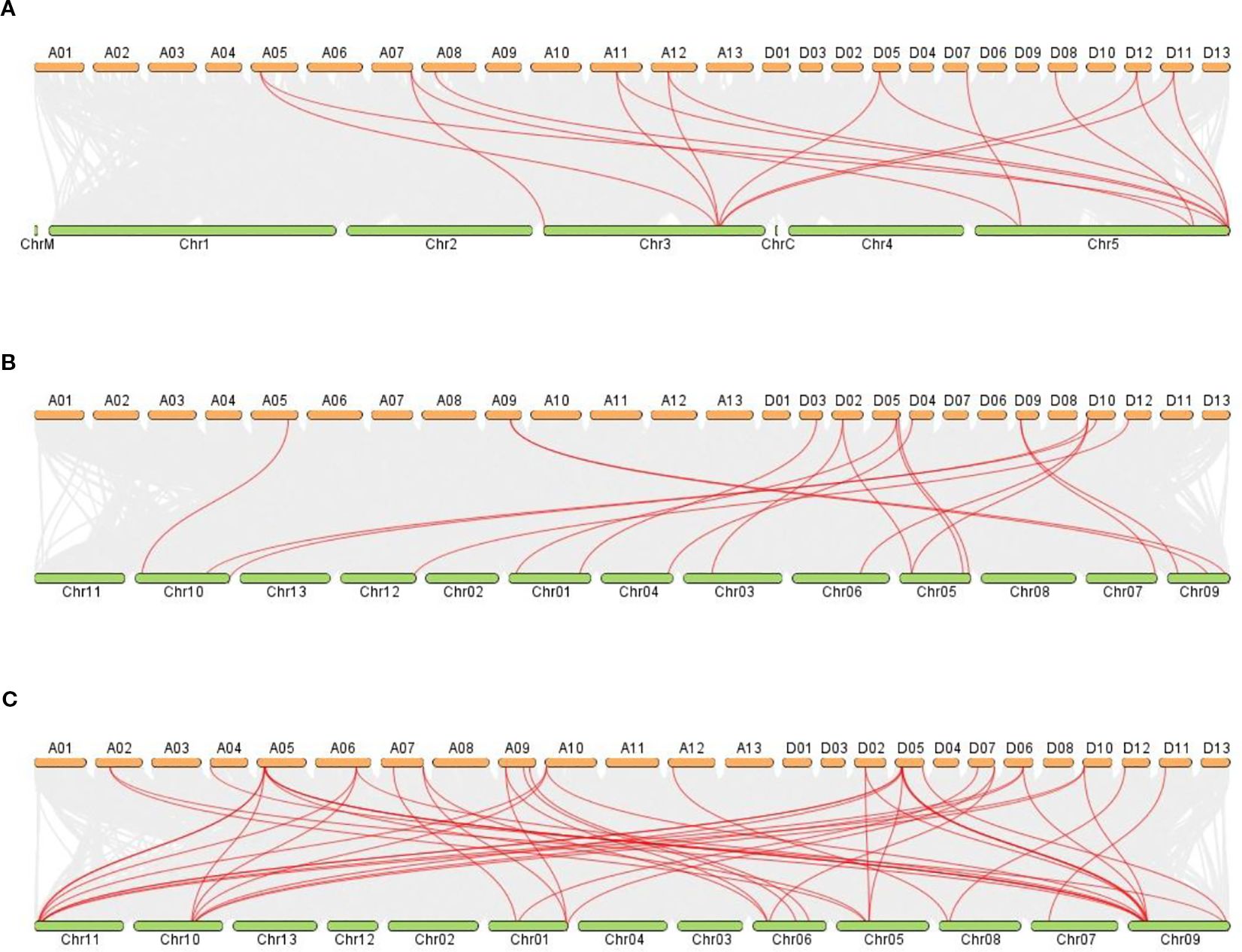 Three chord diagrams labeled A, B, and C show connections between orange and green segments. Orange segments labeled A01 to D13 are on top, and green segments labeled ChrM, Chr1 to Chr5, and Chr11 to Chr09 are on the bottom for each diagram. Red lines illustrate varying connection patterns between segments across the diagrams.