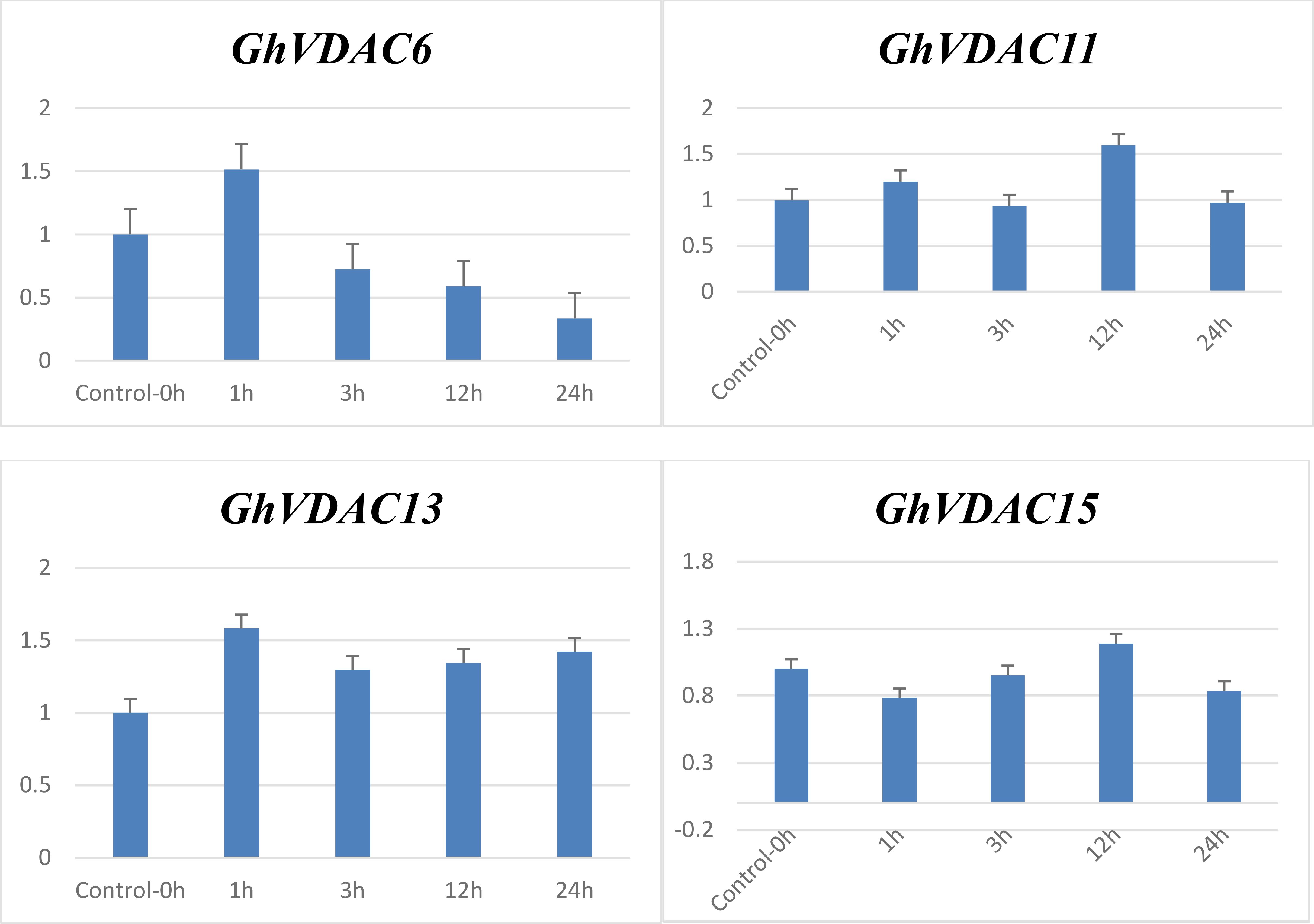 Four bar graphs compare expression levels of GhVDAC6, GhVDAC11, GhVDAC13, and GhVDAC15 over different time points: Control-0h, 1h, 3h, 12h, and 24h. Each graph shows varying expression levels with error bars. GhVDAC6 peaks at 1h, GhVDAC11 at 12h, GhVDAC13 at 1h, and GhVDAC15 also at 12h.