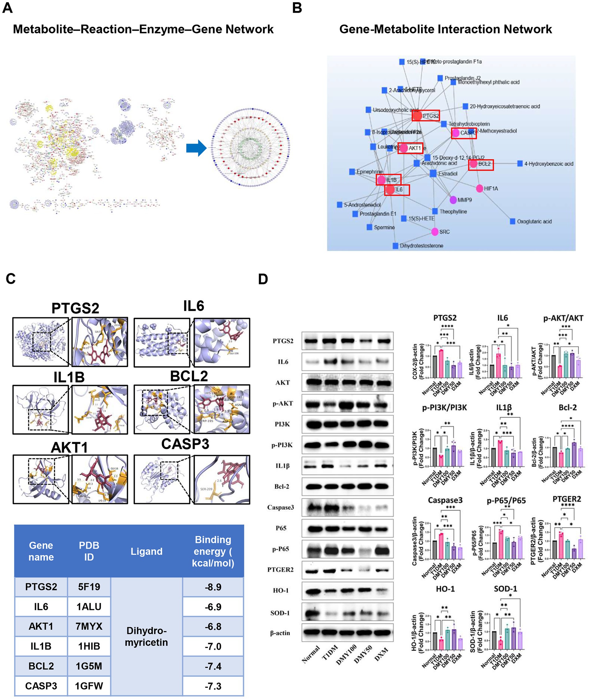 Diagram featuring four panels:A: Metabolite-reaction-enzyme-gene network with interconnected nodes and a zoomed-in circular section.B: Gene-metabolite interaction network showing interconnected genes (red rectangles) and metabolites (blue squares, pink circles).C: Molecular structures of six proteins with ligand-binding sites; includes PTGS2, IL6, IL1B, BCL2, AKT1, CASP3, with binding energy information.D: Western blot results for various proteins and graphs comparing protein expression levels across different treatments.Each panel details complex interactions and molecular structures related to gene and protein functions.