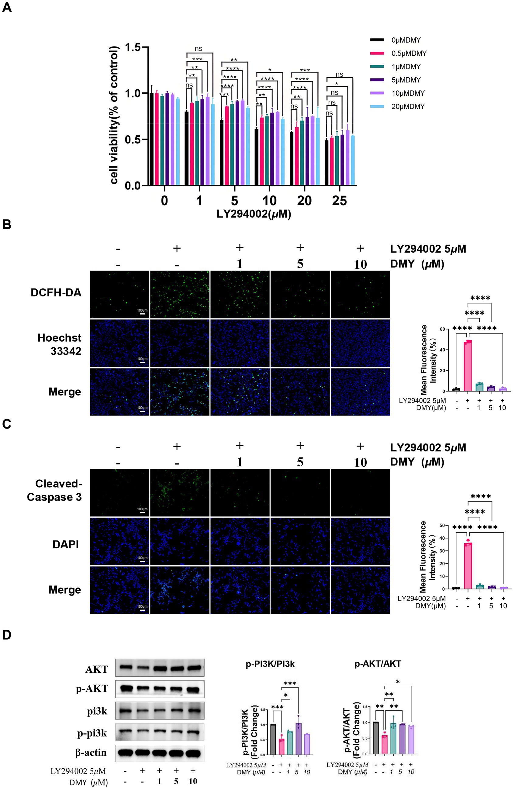 Panel A shows a bar graph of cell viability in various concentrations of LY294002, with significant differences marked. Panel B contains fluorescence images and a bar graph depicting mean fluorescence intensity with LY294002 and DMY concentrations. Panel C shows images for cleaved-Caspase 3 and DAPI staining, with corresponding fluorescence intensity graph. Panel D features Western blot bands for AKT, p-AKT, PI3K, p-PI3K, and β-actin, with bar graphs showing fold changes in p-PI3K and p-AKT levels with different DMY concentrations.