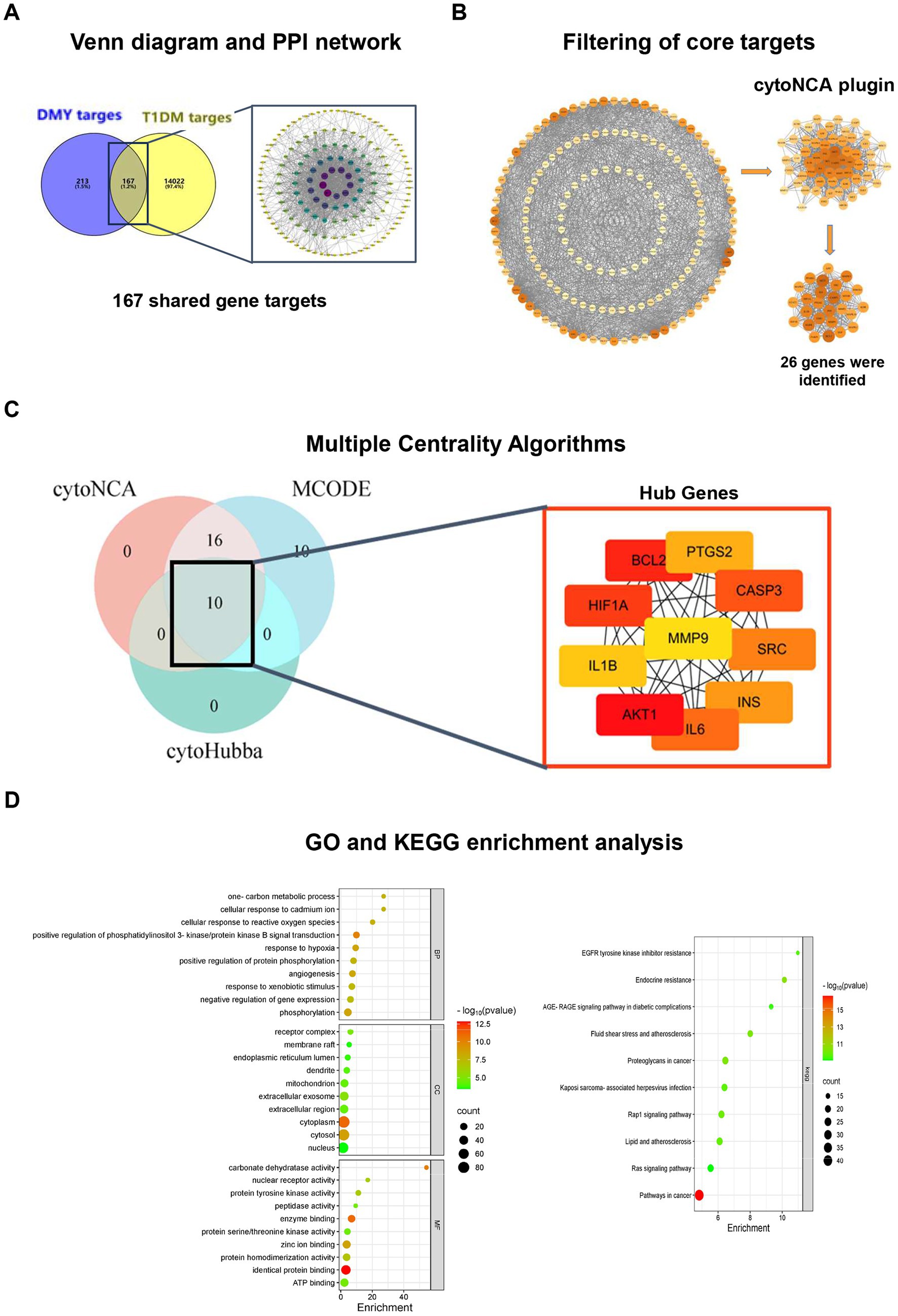 Panel A shows a Venn diagram comparing DMY and T1DM targets with 167 shared gene targets, alongside a PPI network visualization. Panel B illustrates the filtering of core targets using the cytoNCA plugin, identifying 26 genes. Panel C presents Venn diagrams using multiple centrality algorithms (cytoNCA, MCODE, cytoHubba) highlighting hub genes such as BCL2, PTGS2, and CASP3. Panel D depicts GO and KEGG enrichment analysis, featuring dot plots for various biological processes and pathways, with enrichment scores and counts.