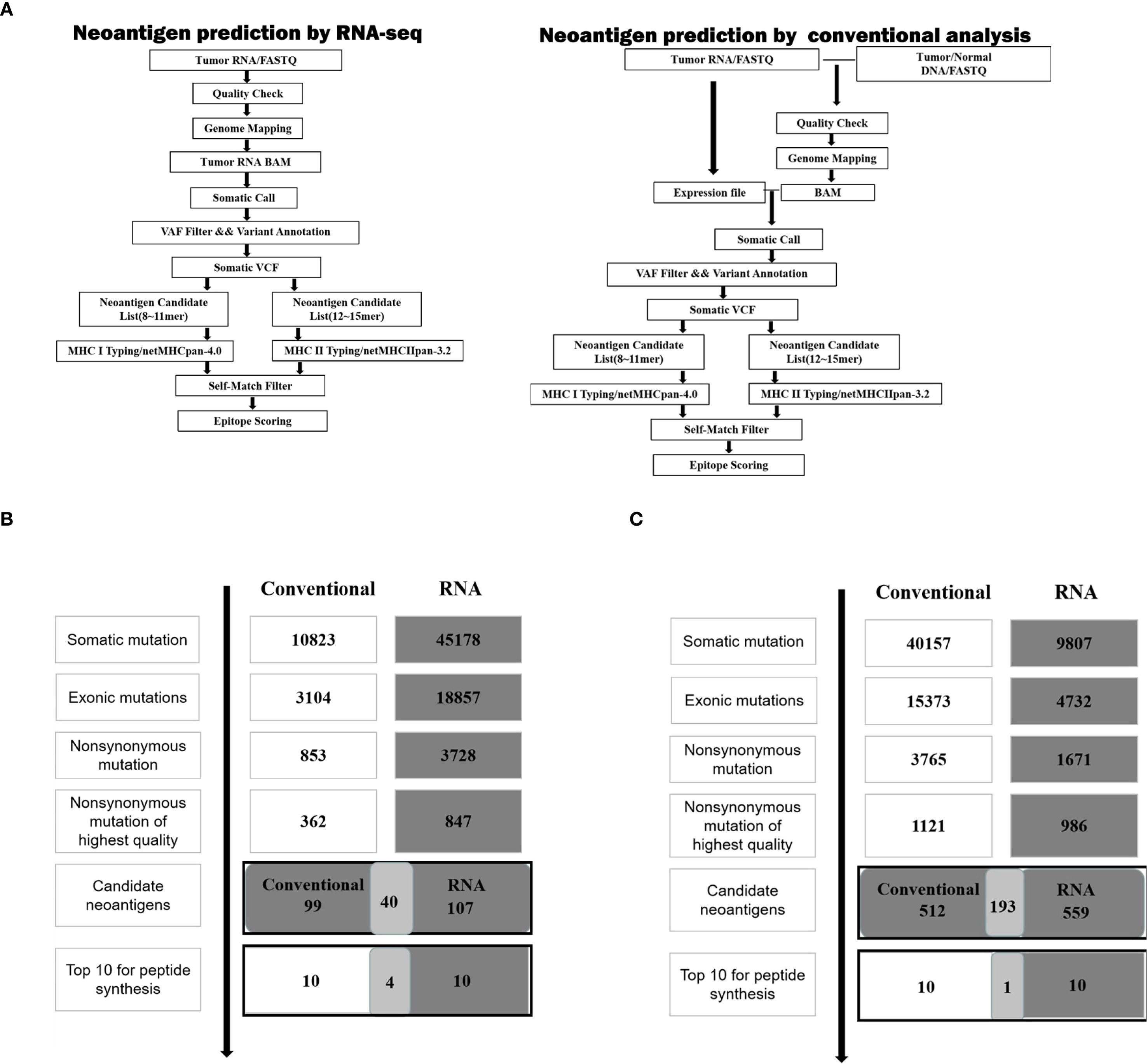 Diagram comparing neoantigen prediction by RNA-seq and conventional analysis. Panel A shows flowcharts for each method, outlining steps like tumor RNA handling, quality checks, and epitope scoring. Panel B presents a comparison of mutation identification between conventional and RNA methods with total numbers for somatic, exonic, and nonsynonymous mutations. Panel C offers a similar comparison, displaying the total candidate neoantigens and top peptides synthesized. The RNA method generally identifies more mutations than the conventional approach.