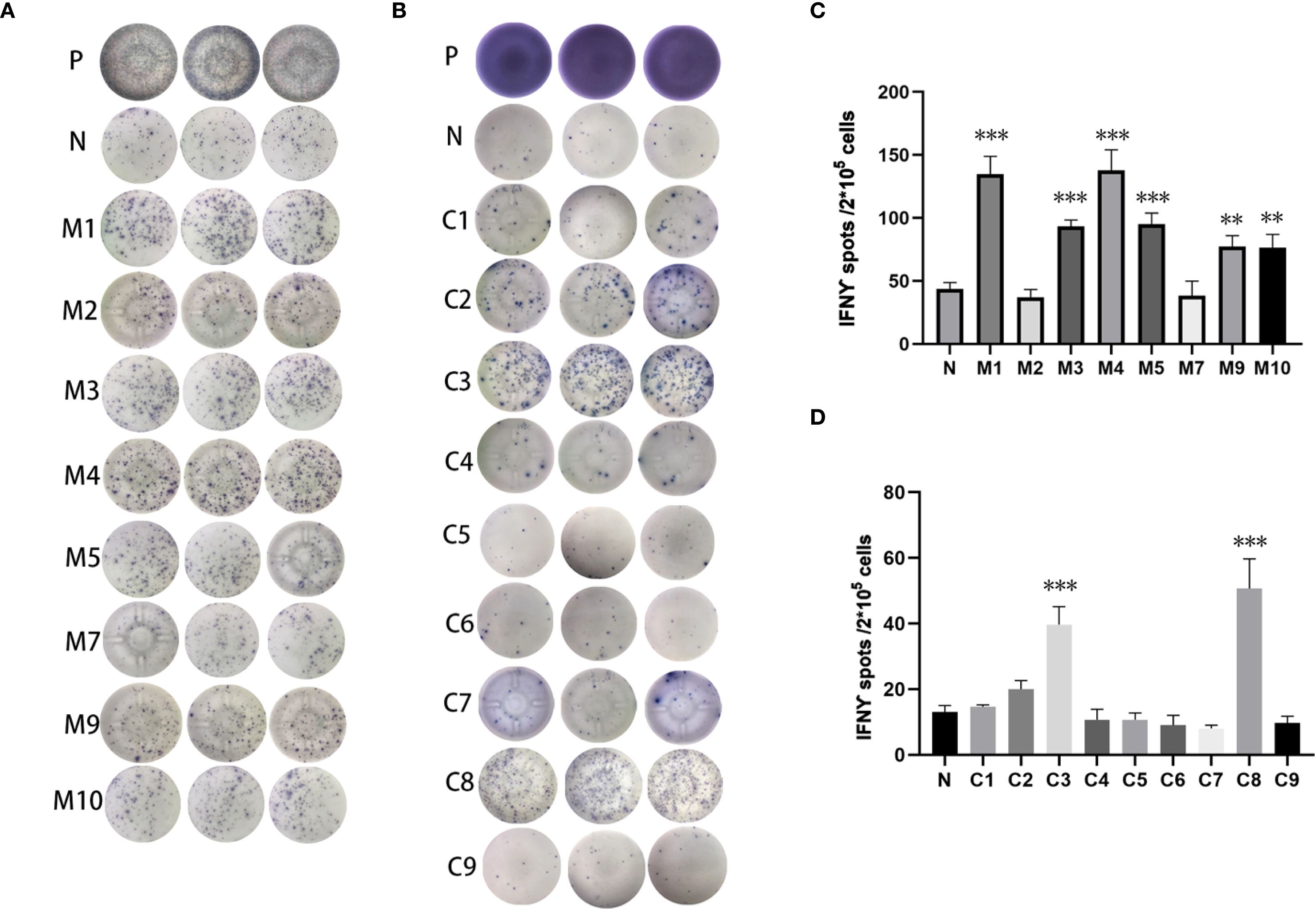 ELISpot assay results showing two panels, A and B, with circular wells labeled P, N, and various samples. Panels C and D are bar graphs displaying IFN-γ spots per two hundred thousand cells for multiple samples, with significant differences indicated by asterisks. Panel C shows higher spot counts for M2, M4, and M5. Panel D highlights increased spots for C3, C7, and C8.