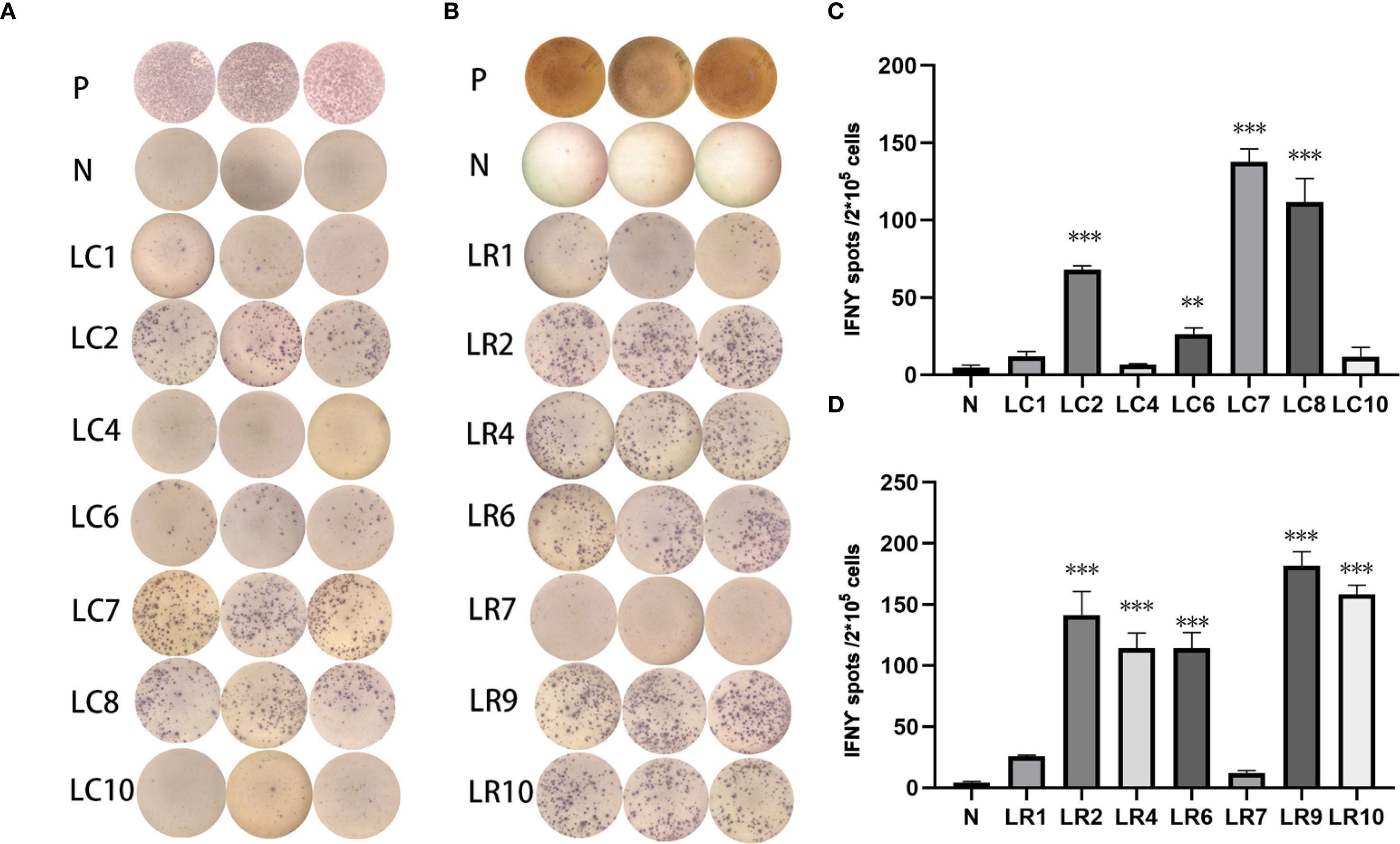 Panels A and B show grids of circular wells labeled P, N, LC1-10, and LR1-10, with varying dot densities, indicating cell counts. Panels C and D are bar graphs labeled with LC and LR groups displaying “IFNγ spots” results with error bars. Asterisks denote statistical significance levels.