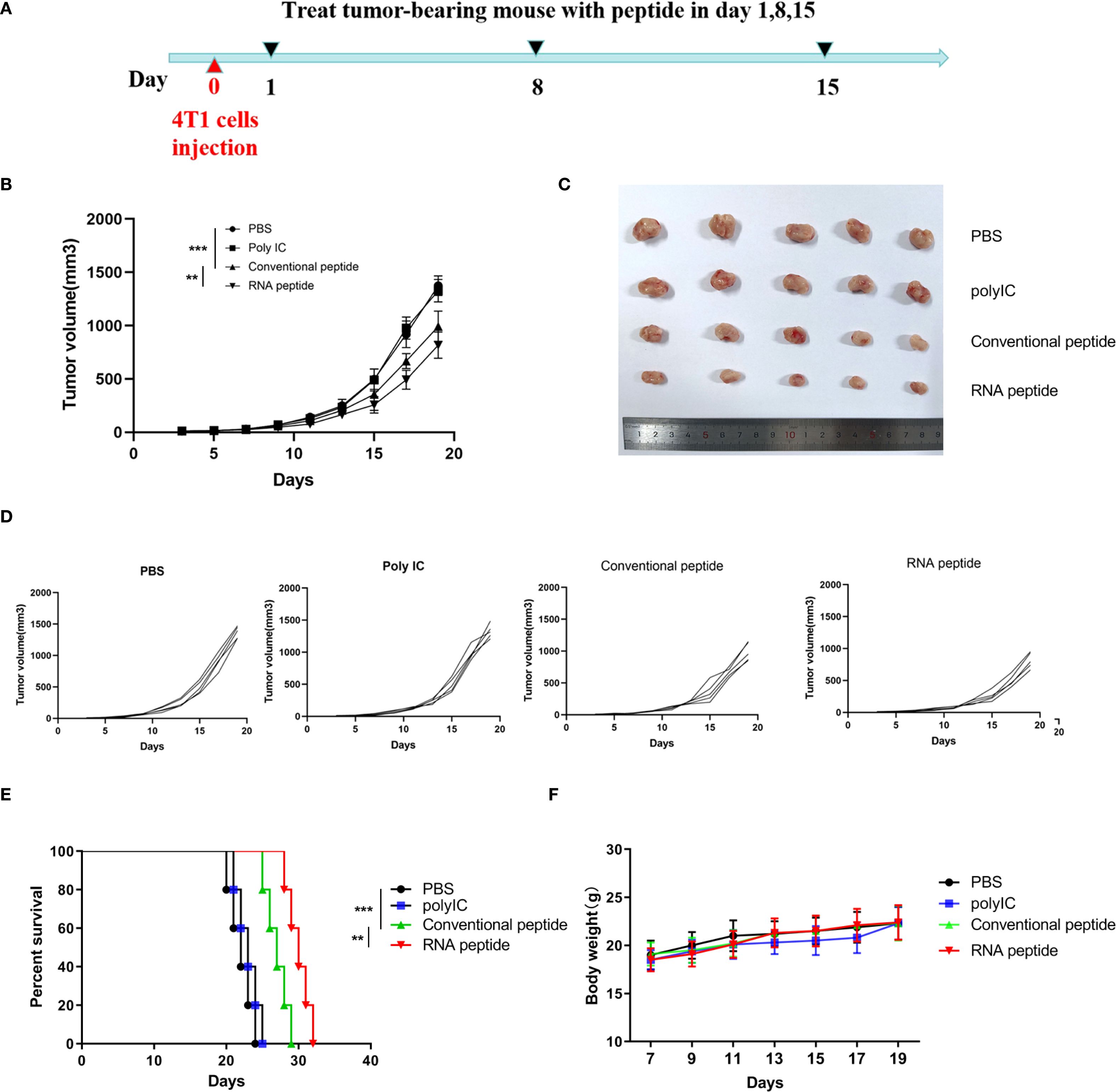 Diagram detailing the treatment schedule and outcomes for a tumor-bearing mouse model. Panel A illustrates the treatment timeline involving peptide administration on days one, eight, and fifteen after 4T1 cell injection. Panel B presents a graph showing tumor volume progression over time under different treatments: PBS, Poly IC, Conventional peptide, and RNA peptide. Panel C displays an image of excised tumor samples labeled with corresponding treatments. Panel D includes graphs comparing individual tumor growth patterns across treatments. Panel E illustrates a survival curve for mice in each treatment group. Panel F shows changes in body weight over time for each treatment group, indicating tolerability.
