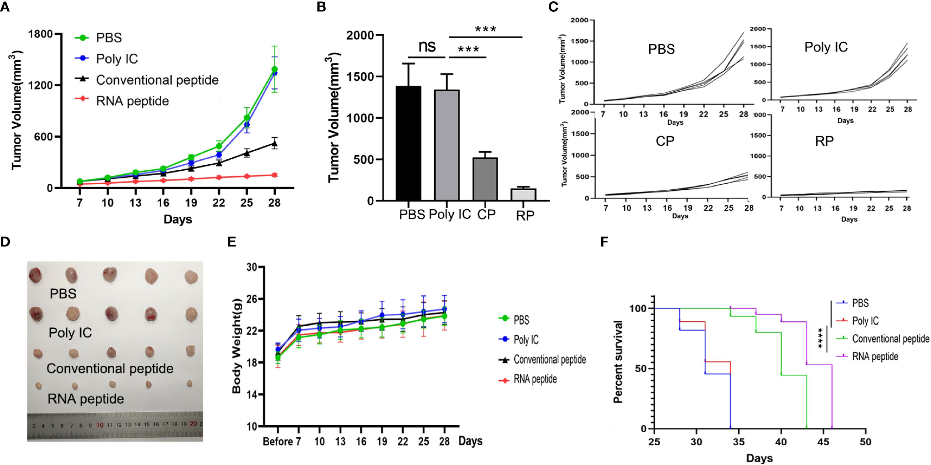 Graphs and an image analyze the impact of treatments on tumor volume, body weight, and survival in mice. Chart A shows tumor volume over time for PBS, Poly IC, conventional peptide, and RNA peptide. Chart B compares tumor volumes at the endpoint, showing a significant decrease with RNA peptide. Chart C displays individual growth curves. Image D presents excised tumors for each group. Chart E shows stable body weight, while Chart F indicates enhanced survival with RNA peptide.