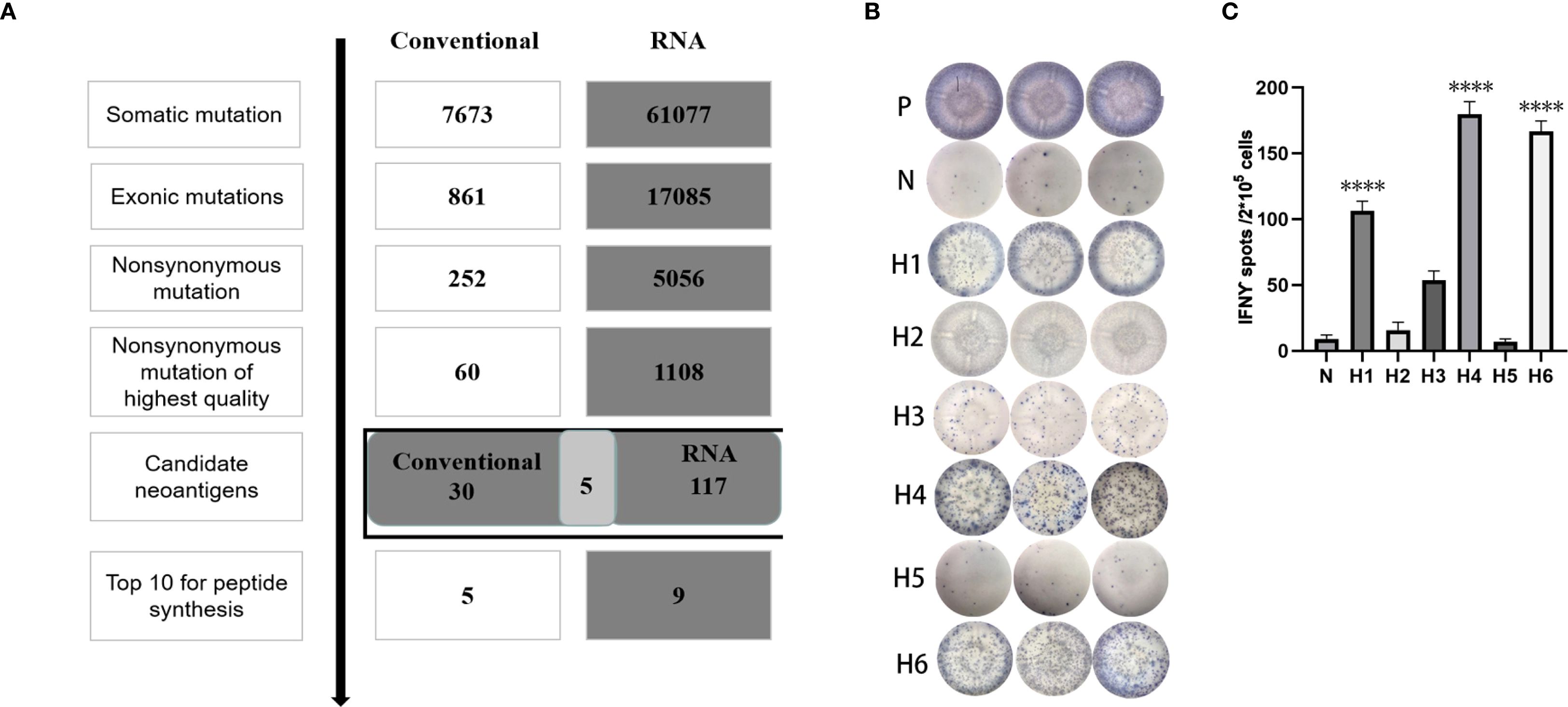 Panel A shows a comparison of somatic mutation datasets between conventional and RNA methods, with the RNA method having significantly higher counts in all categories. Panel B displays images of IFNγ ELISPOT assays with varying spot densities for samples labeled P, N, and H1 to H6. Panel C is a bar graph showing the number of IFNγ spots per two hundred thousand cells, indicating significantly higher responses for samples H4, H5, and H6 compared to others.