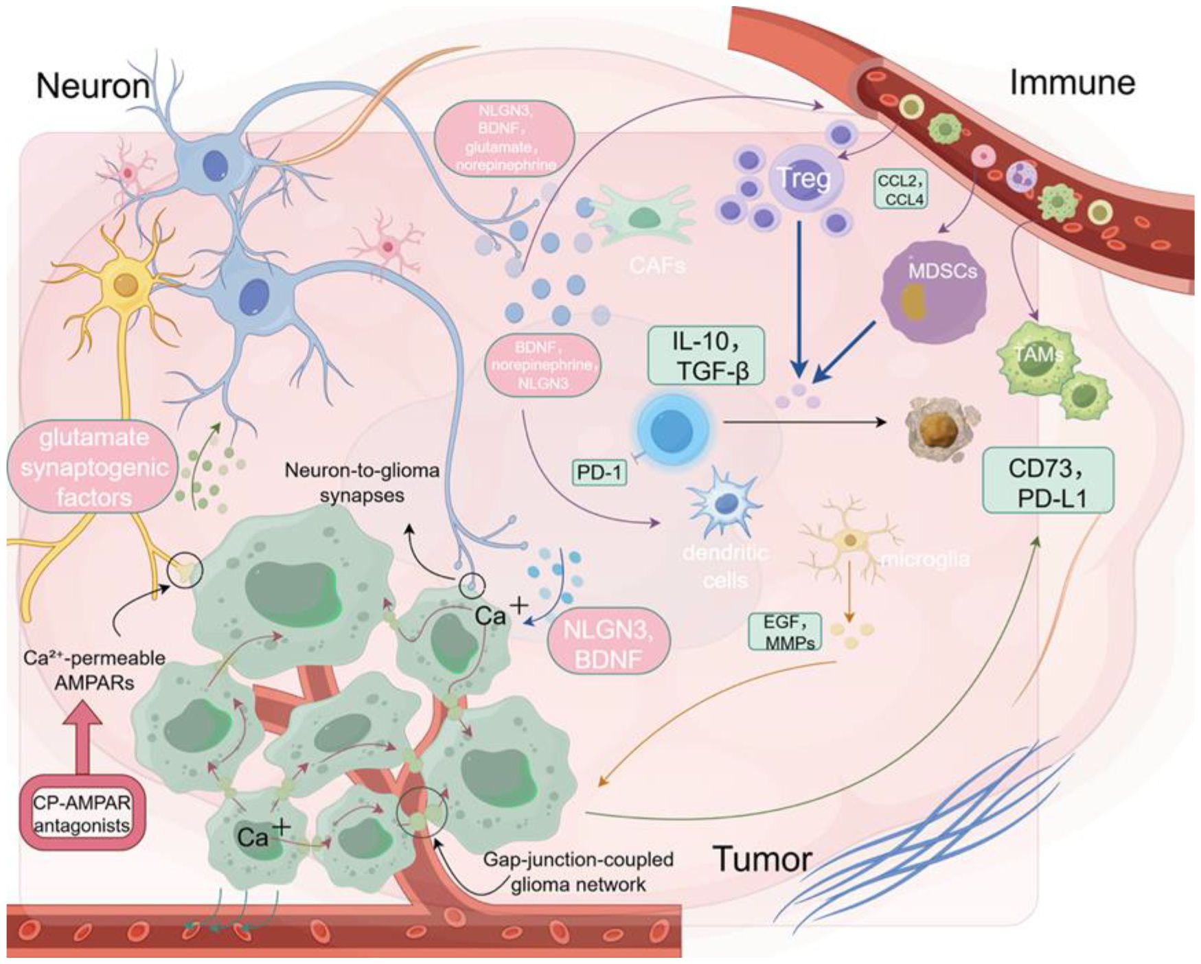 Diagram illustrating interactions between neurons, immune cells, and tumor cells. Neuronal components include synapses and neurotransmitters like glutamate and norepinephrine. Immune components include T regulatory cells and pathways like IL-10 and TGF-β. Tumor interactions involve molecules like CD73, PD-L1, and various channels. Overall, it depicts complex signaling and communication between cellular elements.