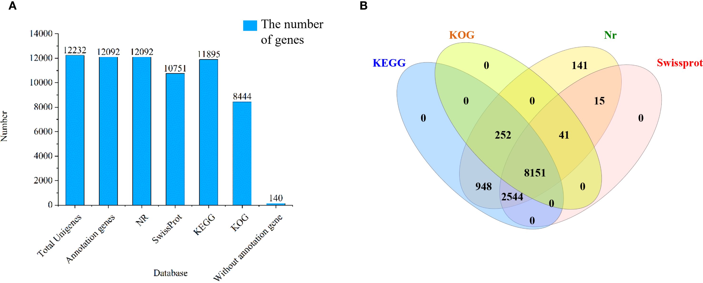 Panel A displays a bar graph showing the number of genes across various databases: Total Unigenes (12,232), Annotation genes (12,092), NR (12,092), SwissProt (10,751), KEGG (11,895), KOG (8,444), and Without annotation gene (140). Panel B is a Venn diagram illustrating the overlap of gene sets among KEGG, KOG, NR, and SwissProt databases, highlighting shared and unique annotations within these groups.