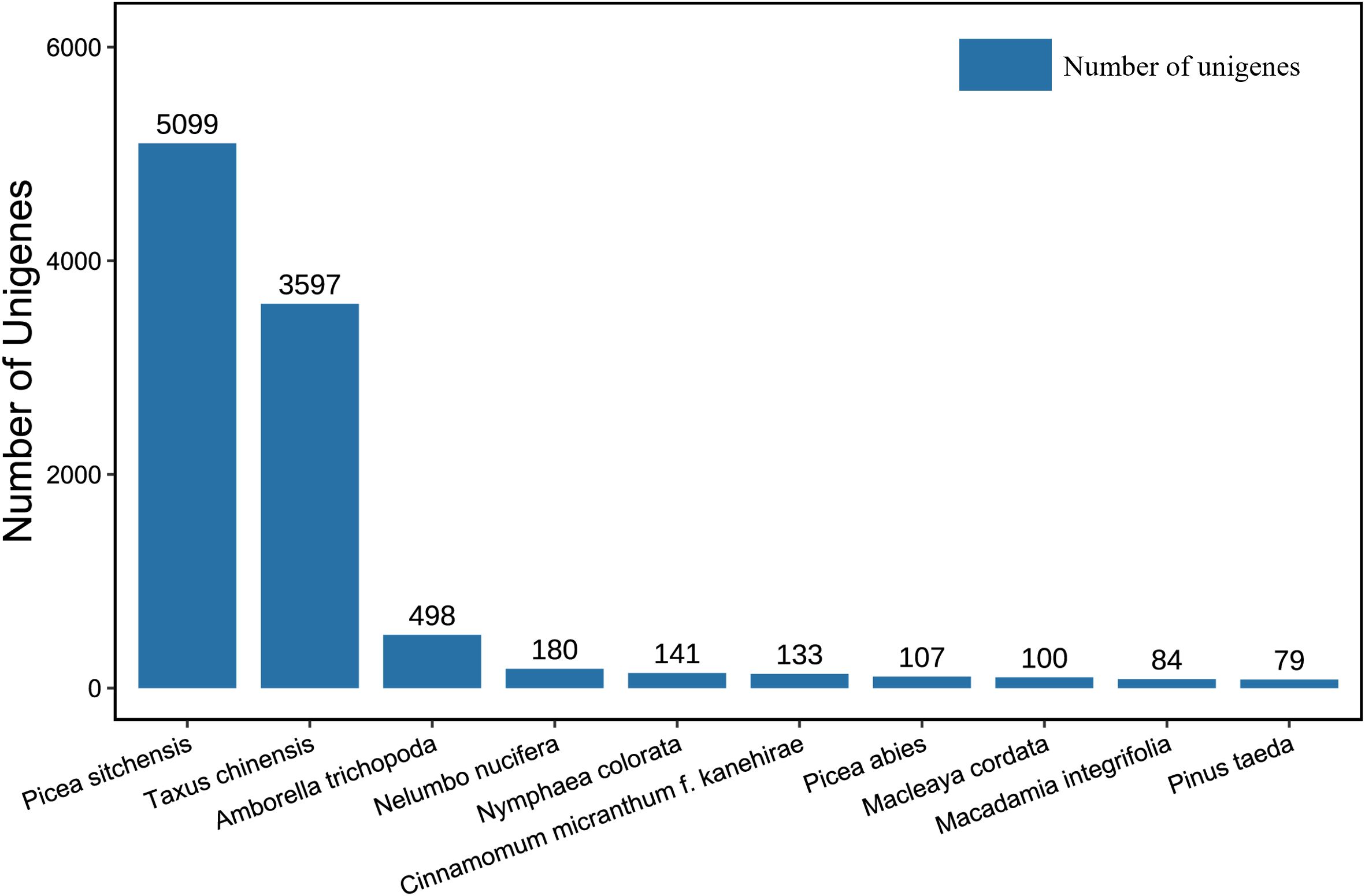Bar chart showing the number of unigenes in various plant species. Picea sitchensis has the highest with 5099 unigenes, followed by Taxus chinensis with 3597, and Amborella trichopoda with 498. Other species range from Nelumbo nucifera with 180 to Pinus taeda with 79.