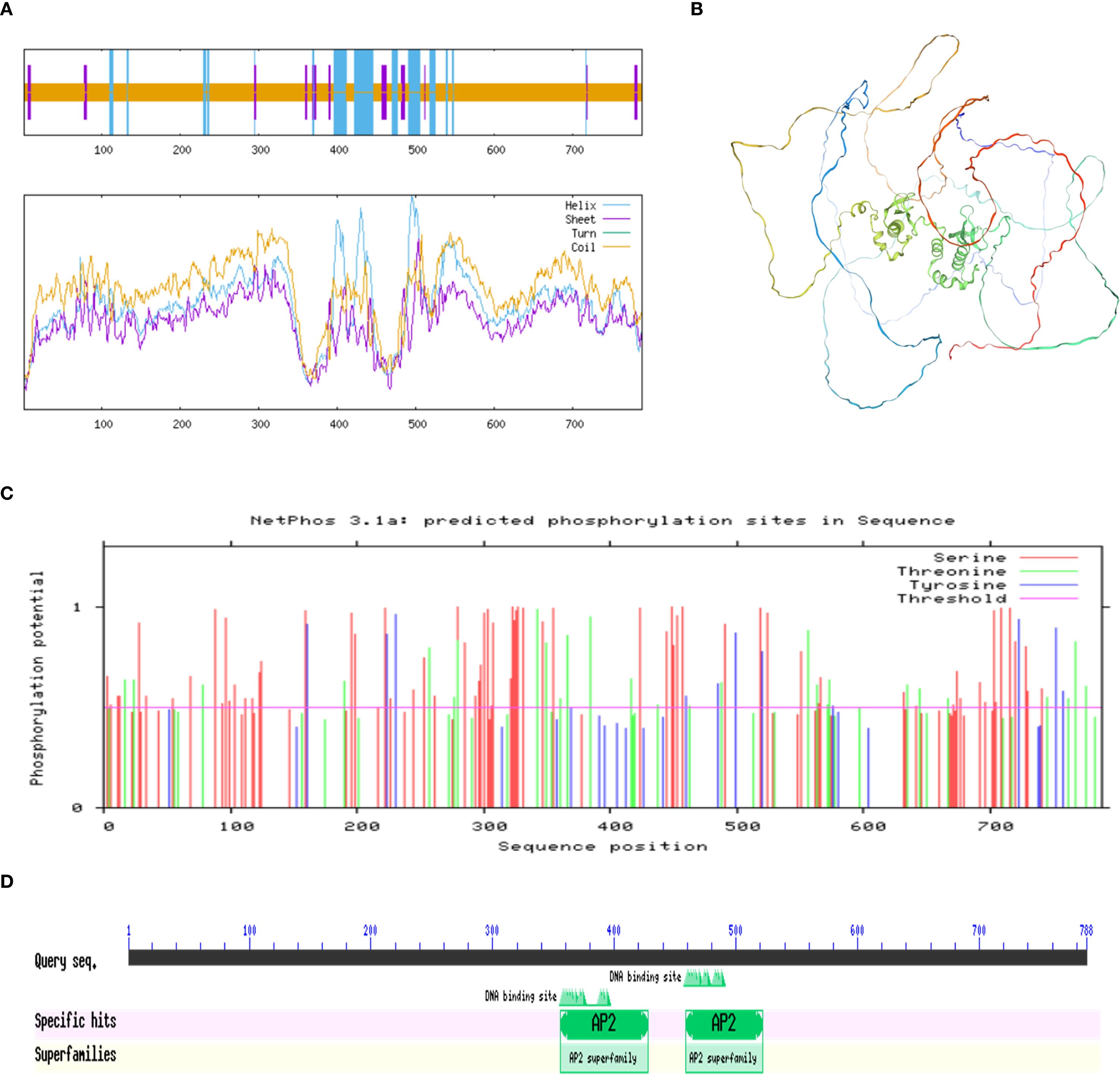 Four-panel image describing protein structure and phosphorylation sites. Panel A shows protein secondary structure predictions with a graph of helices, sheets, turns, and coils. Panel B is a 3D protein structure model with colored regions. Panel C displays a bar graph of phosphorylation potentials for serine, threonine, and tyrosine across sequence positions marked by thresholds. Panel D is a sequence alignment with labels indicating DNA binding sites and AP2 superfamily regions.