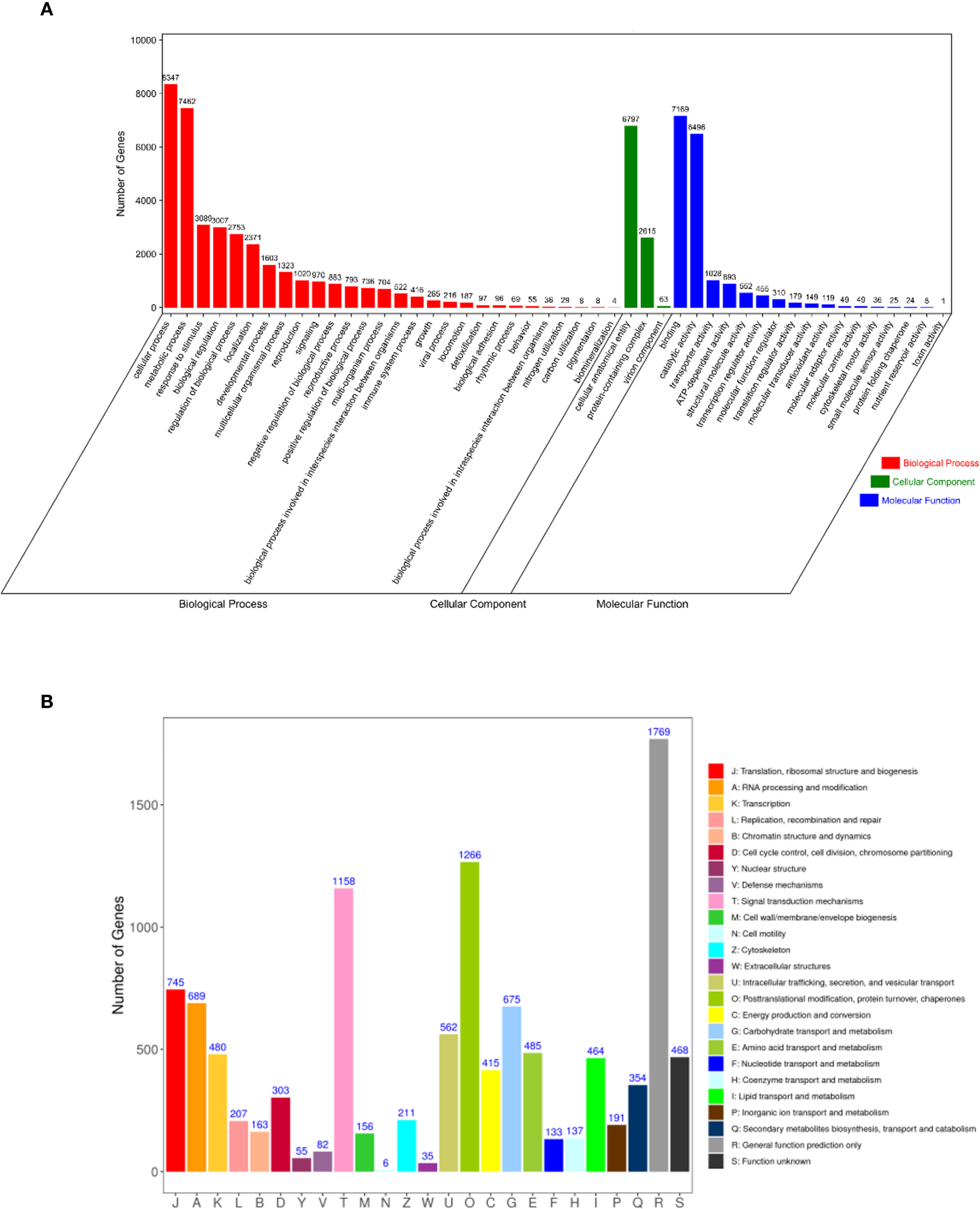 Bar charts illustrating gene distribution. Chart A categorizes genes into biological processes, cellular components, and molecular functions, with biological processes showing the highest counts. Chart B categorizes genes based on functional groups, highlighting categories J and L with the highest counts. Each bar in both charts is color-coded according to specific categories, with legends provided for clarity.